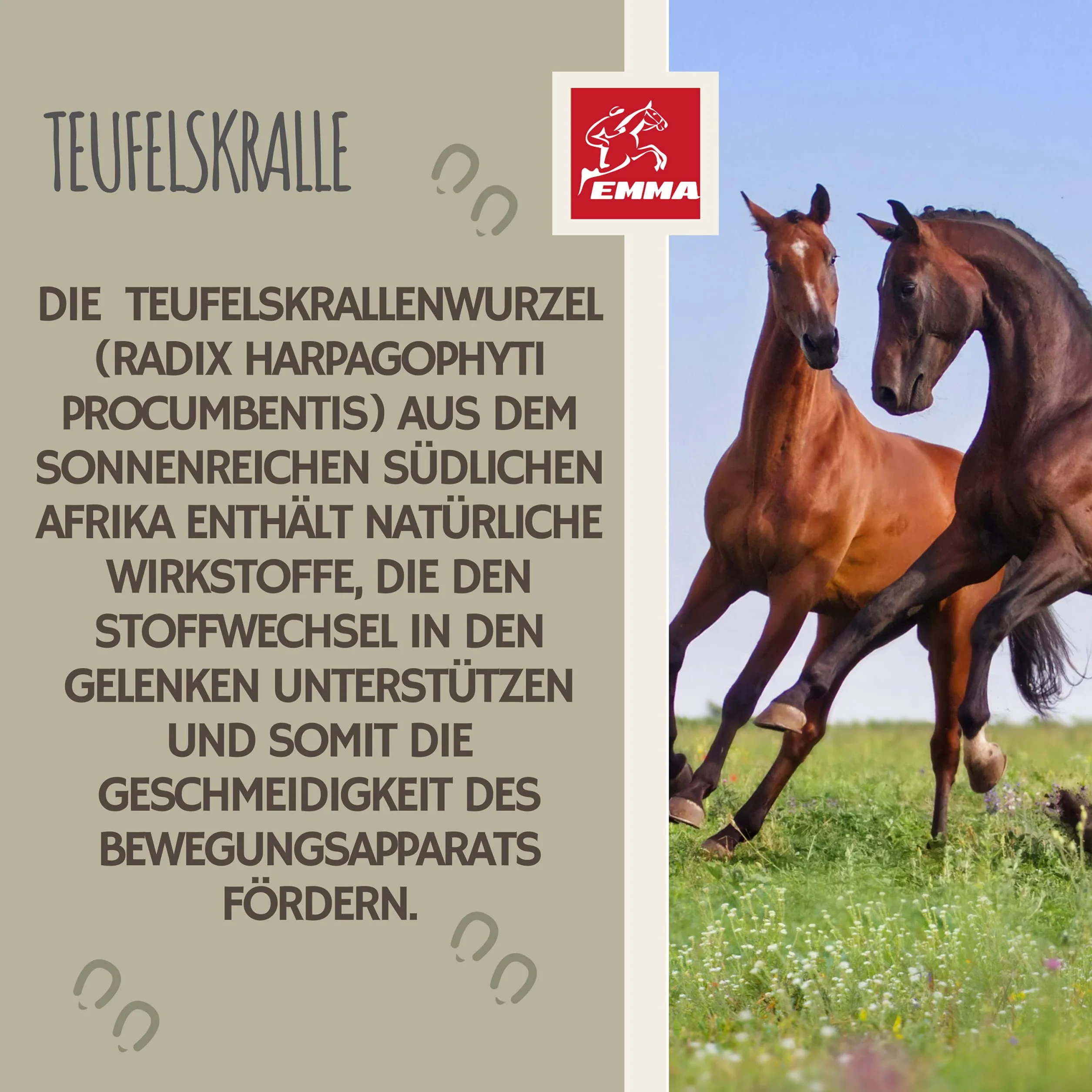 Griffe du diable cheval 1L articulation plus griffe du diable naturelle chevaux I chevaux liquide articulations pour le soutien de l'appareil locomoteur & les articulations en cas d'arthrose cheval