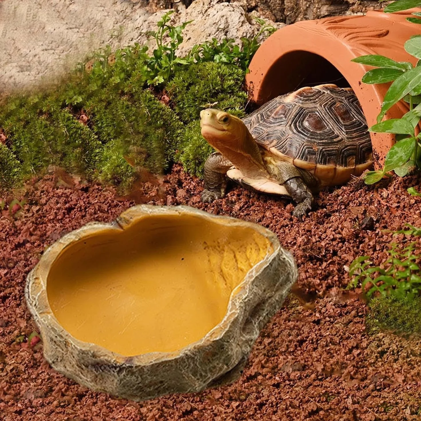 Bol à Eau pour Terrarium Tortues Reptiles Serpent Gecko