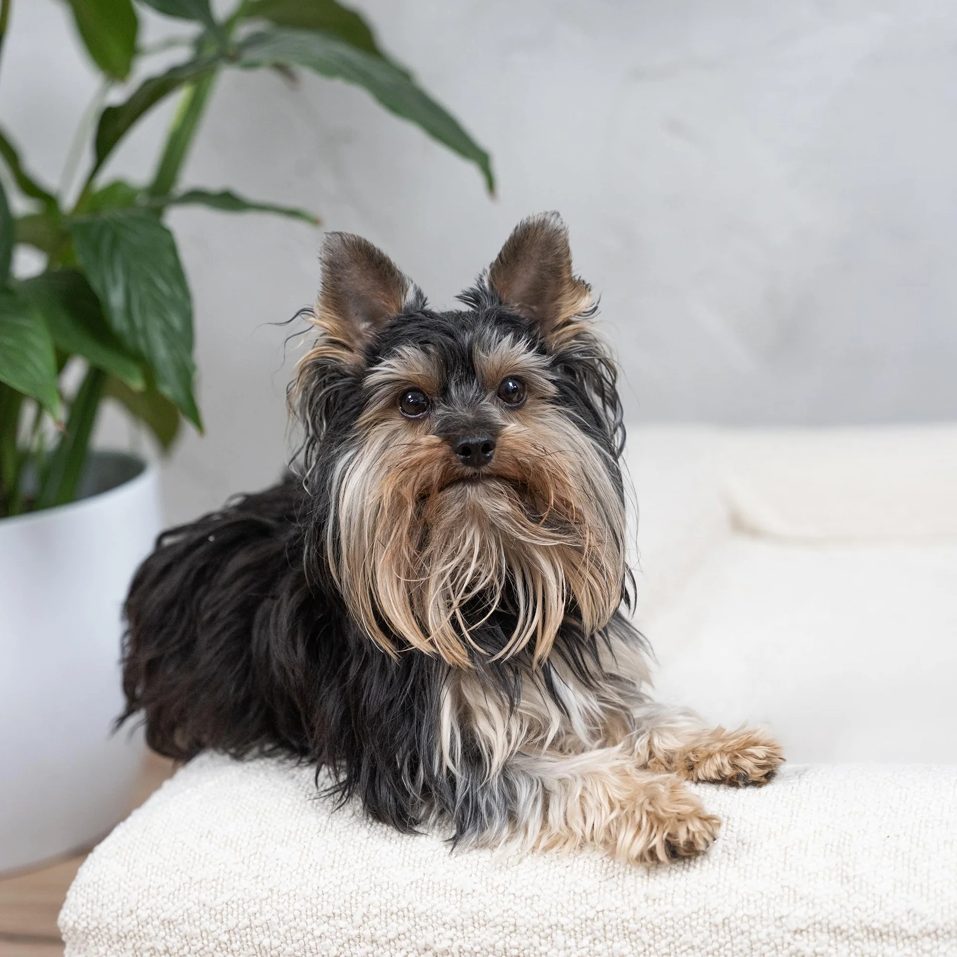 Duff® Lit Orthopédique Chien Grande Taille L (115x90 cm) – Matelas Mémoire de Forme Haute Densité – Tissu Bouclette Premium, Housse Lavable – Confort Durable & Élégant