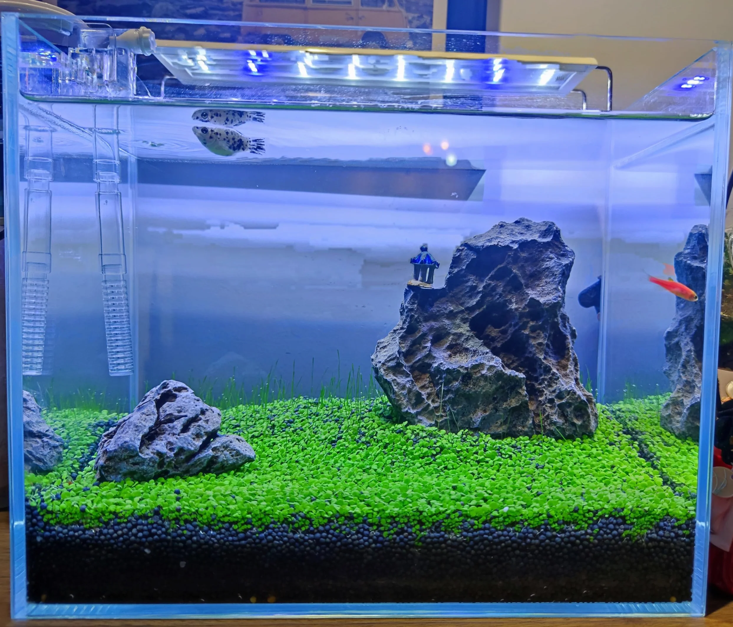 Plantes vivantes pour aquarium eau douce herbe naine lot de 3