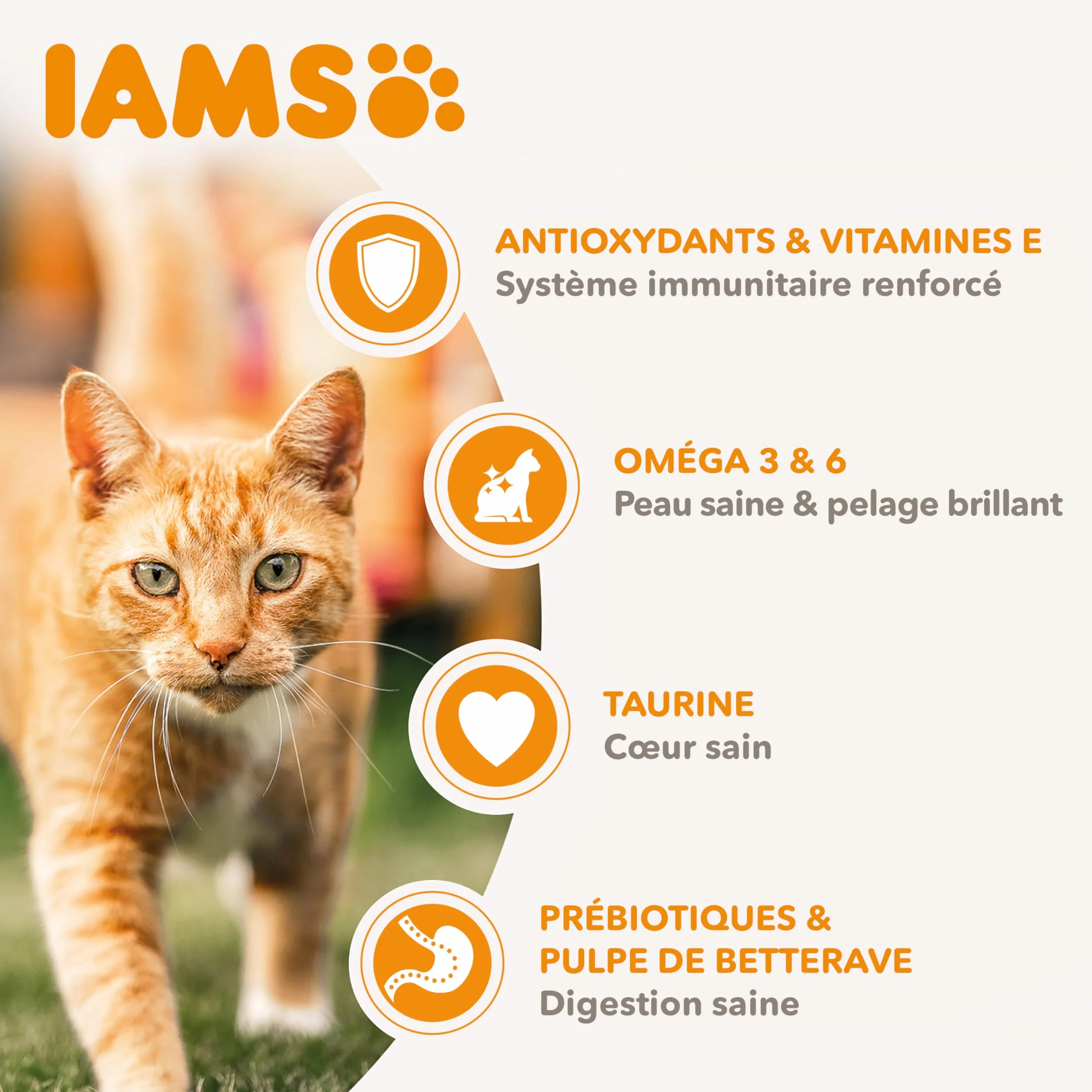 IAMS Croquette au Saumon pour Chat Adulte 3 kg