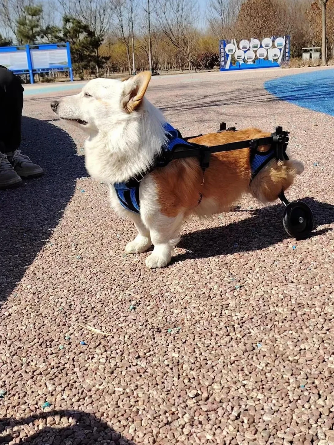 Fauteuil roulant pour chien handicapé, poussette réglable, petit et moyen chien, modèle bleu S