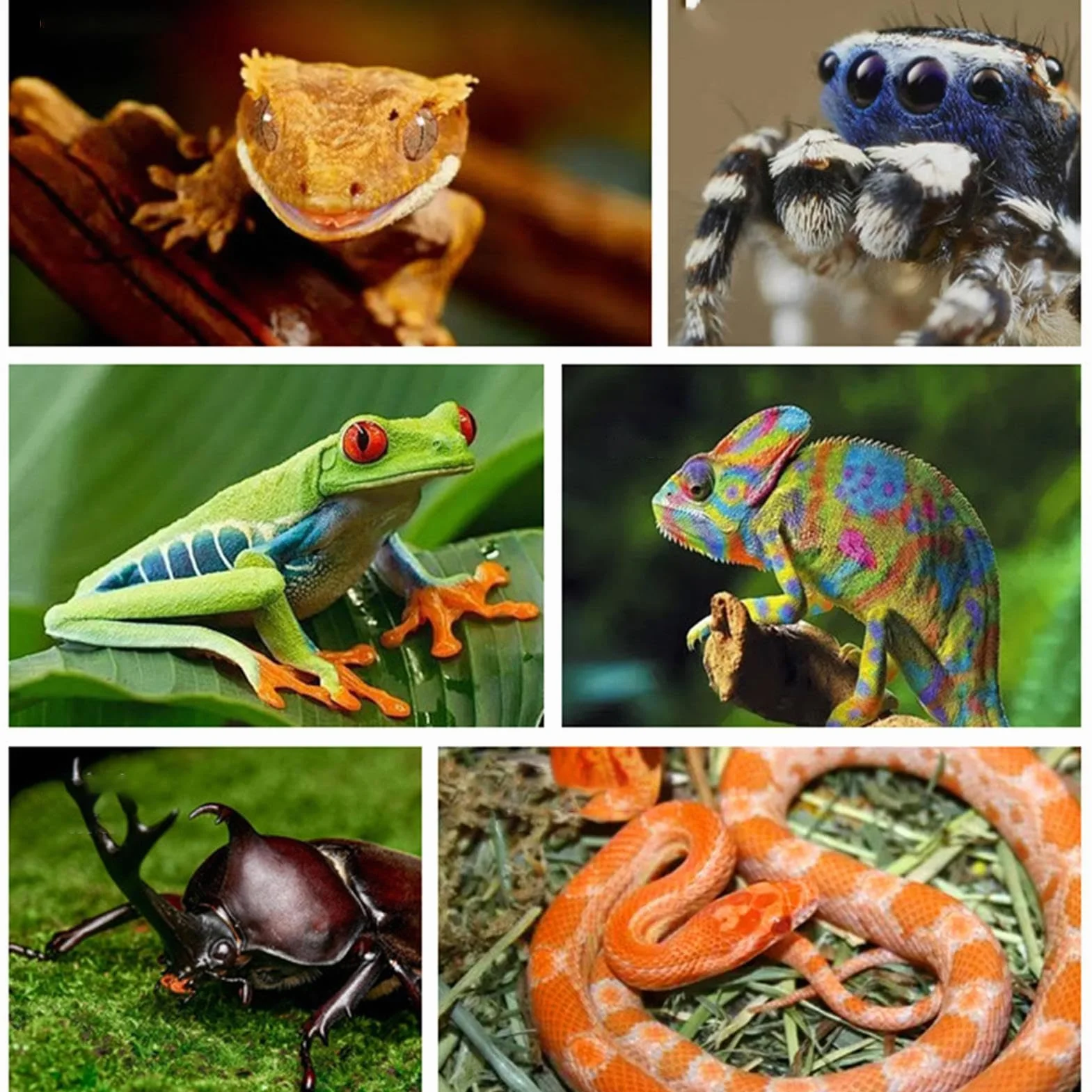 Branches en bois naturel pour reptile, ornement de tronc d'arbre antidérapant pour serpent lézard gecko