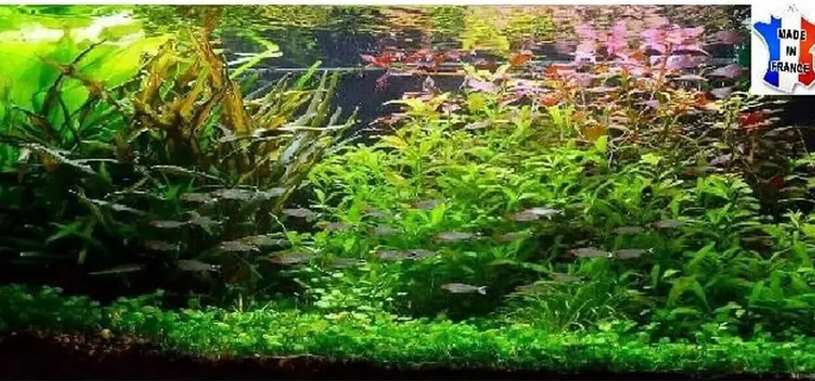 Plantes vivantes aquarium 40 plantes 8 variétés racines tiges + 2 clado