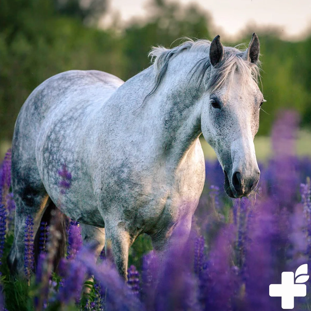 ReaVET Relax Liquide pour Chevaux 500ml - Sédatif pour chevaux stressés et anxieux, apaisement nerveux