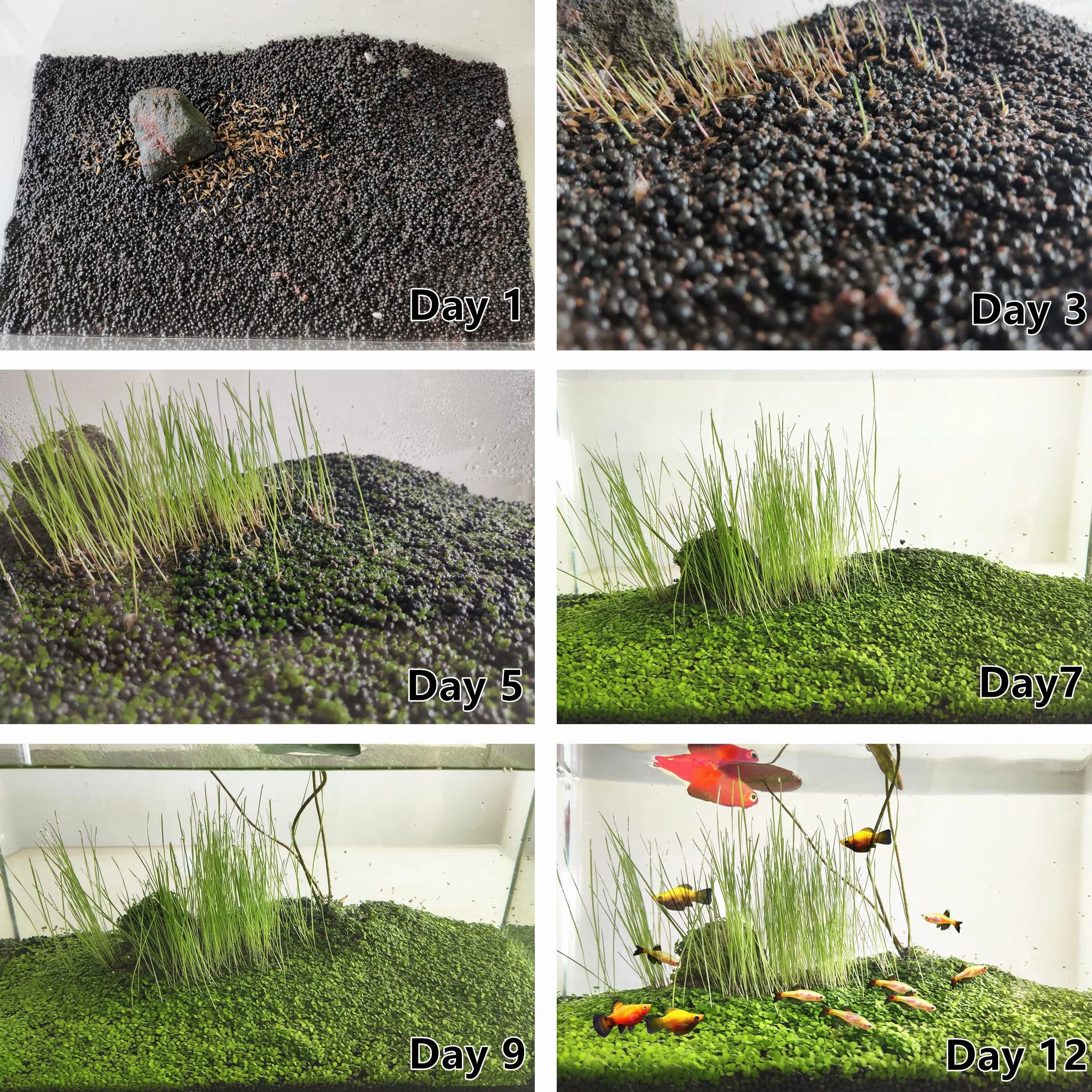Plantes vivantes pour aquarium eau douce herbe naine lot de 3