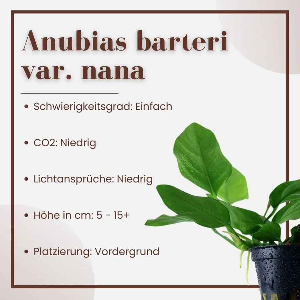 AquaOne Anubias barteri nana Plante d'aquarium rhizome enraciné Facile d'entretien