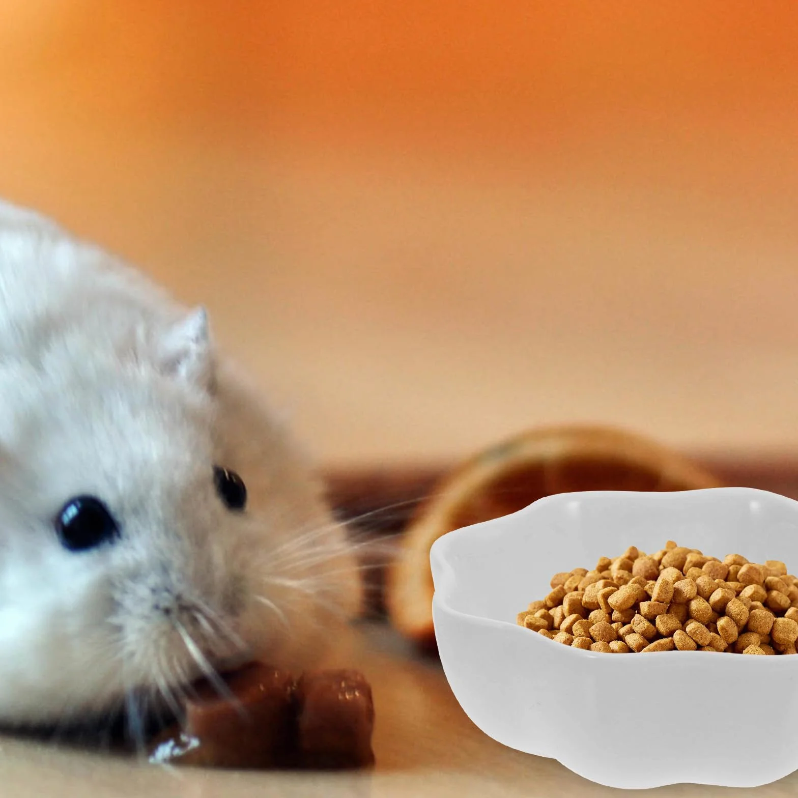 Gamelles en Céramique Blanche pour Hamster Lot de 2 Anti-Renversement