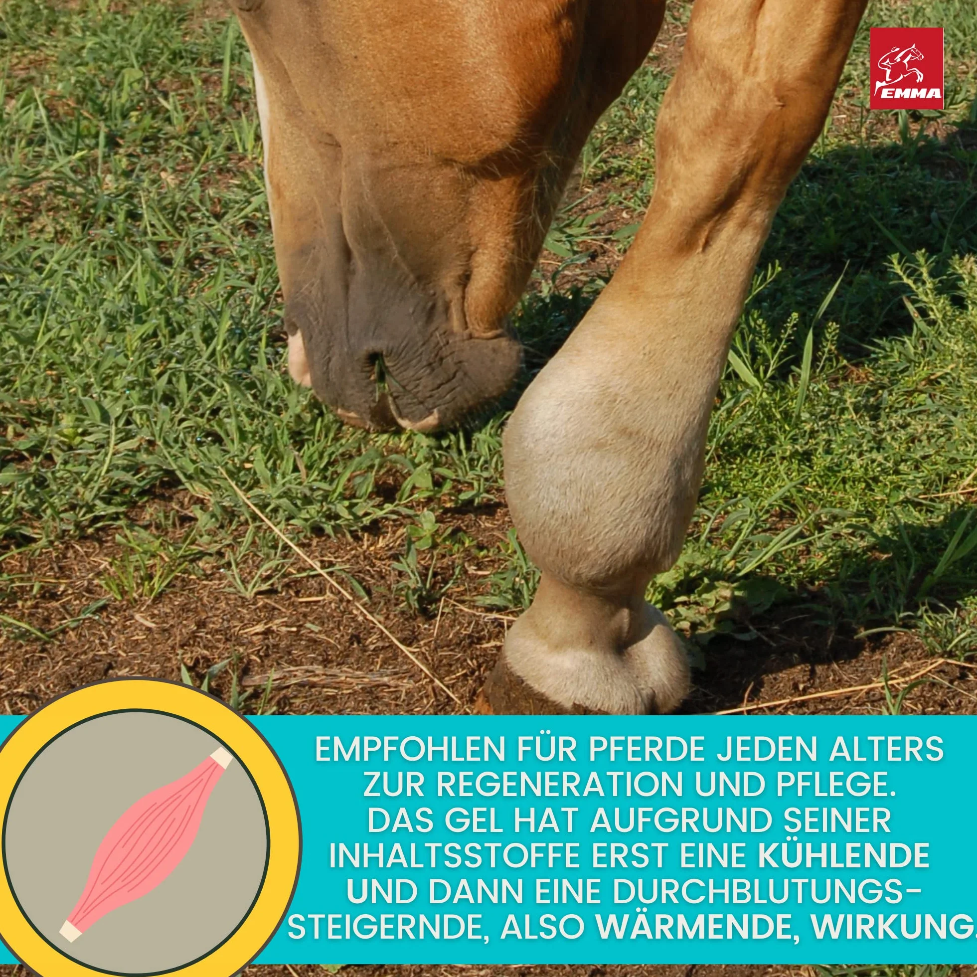 Baume de cheval rafraîchissant 500ml Gel à l'arnica Gel extra fort I Horse Balm Tendons, ligaments & muscles I Pommade pour chevaux à l'arnica Crème Gel de massage pour les muscles pour cheval chien
