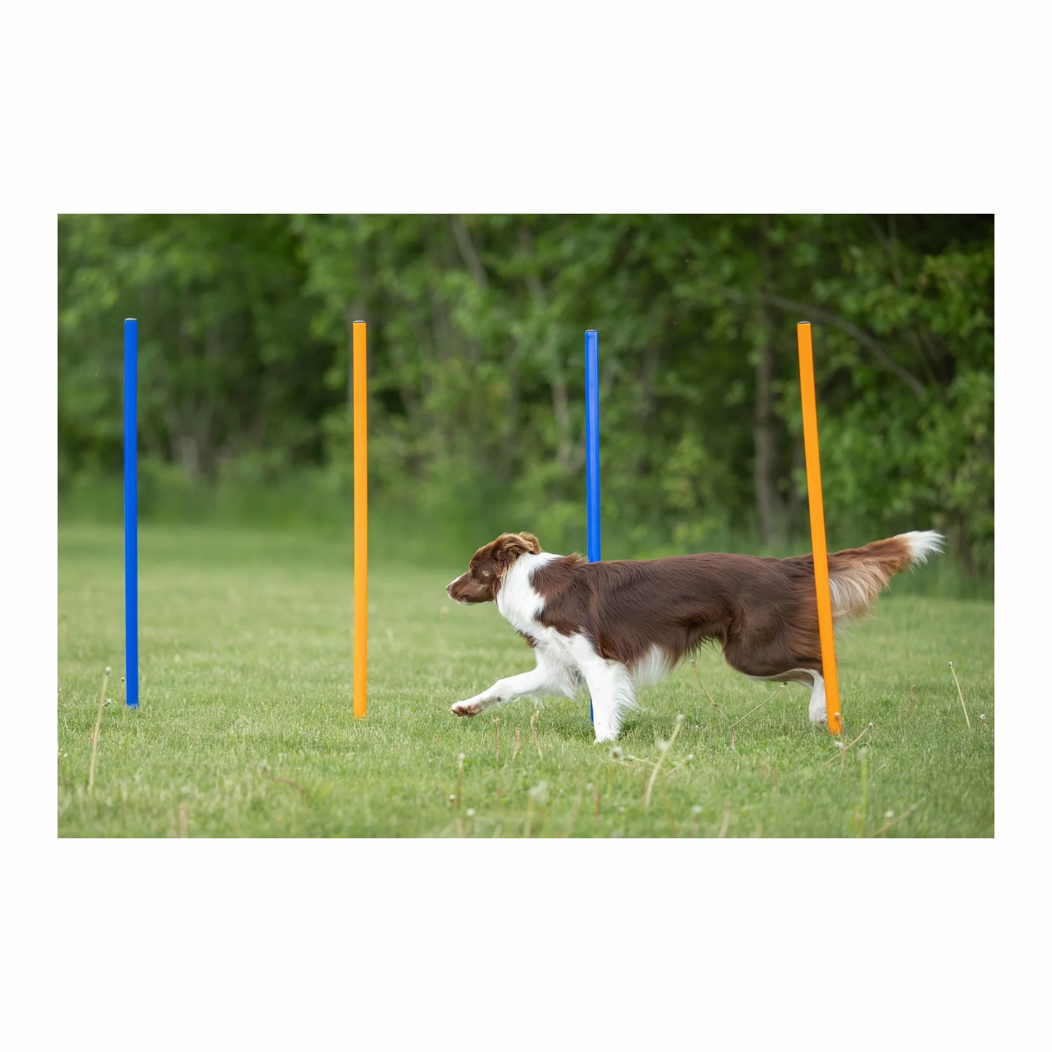 Trixie Dog Activity Agility Slalom 115H x 3W x 115L cm 12 Pieces Bleu Orange