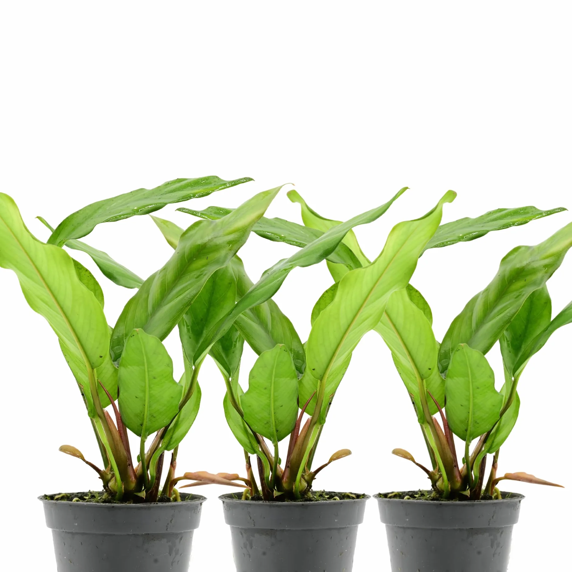 AquaBreedingSkill Set de 3 plantes d’aquarium vivante Anubias Barteri var Glabra pour eau douce