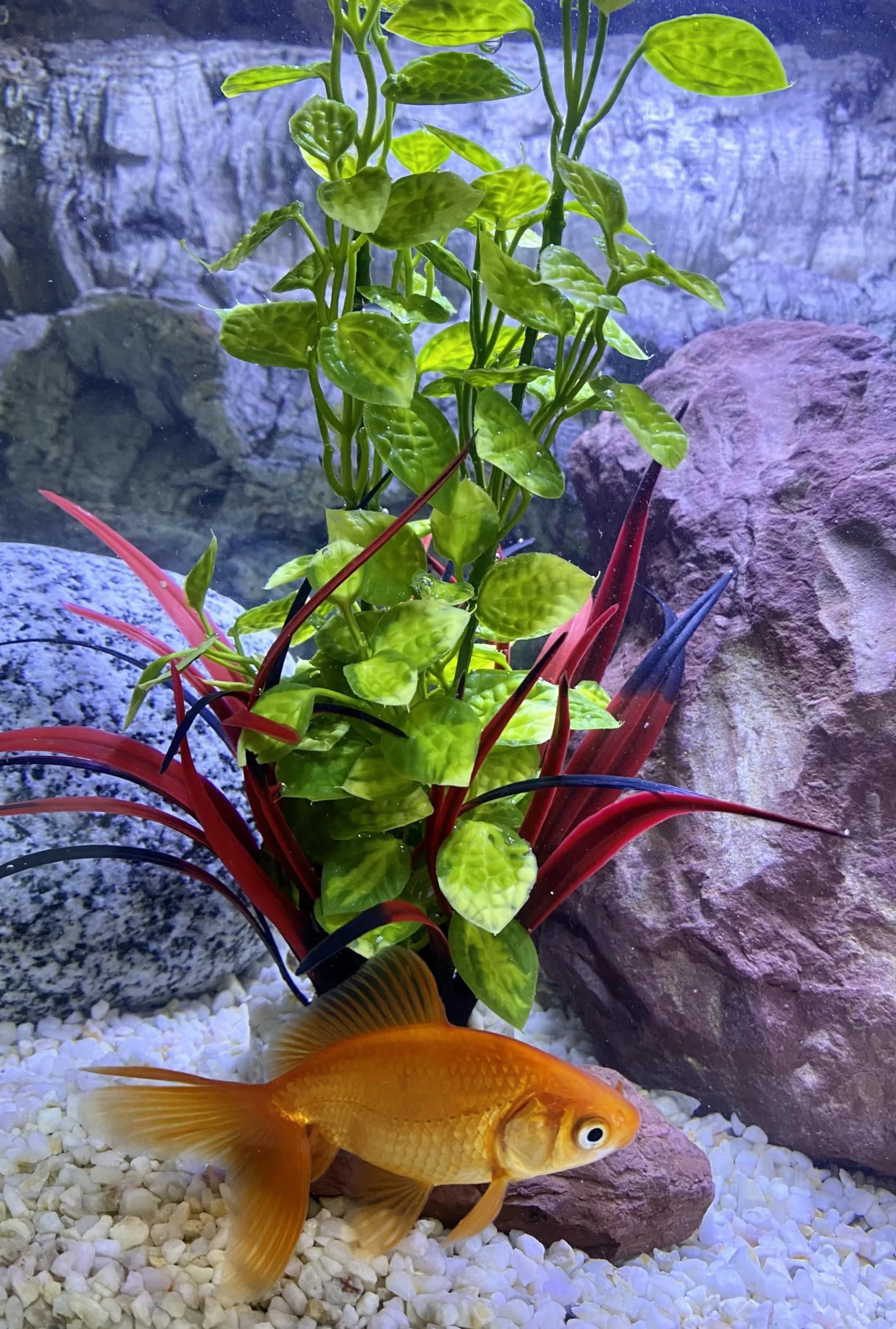 Plante d'Aquarium Artificielle Lotus Décoration Aquarium Plastique Socle Fabriquée en France