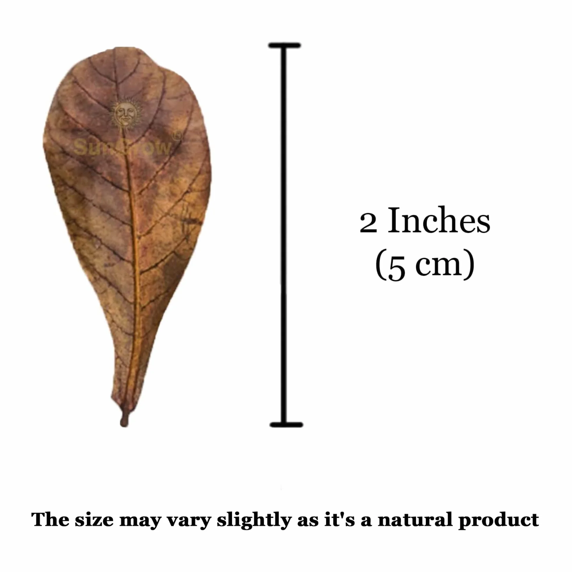 SunGrow Lot de 50 Mini Feuilles d'amande Indiennes séchées pour Terrarium, Vivarium