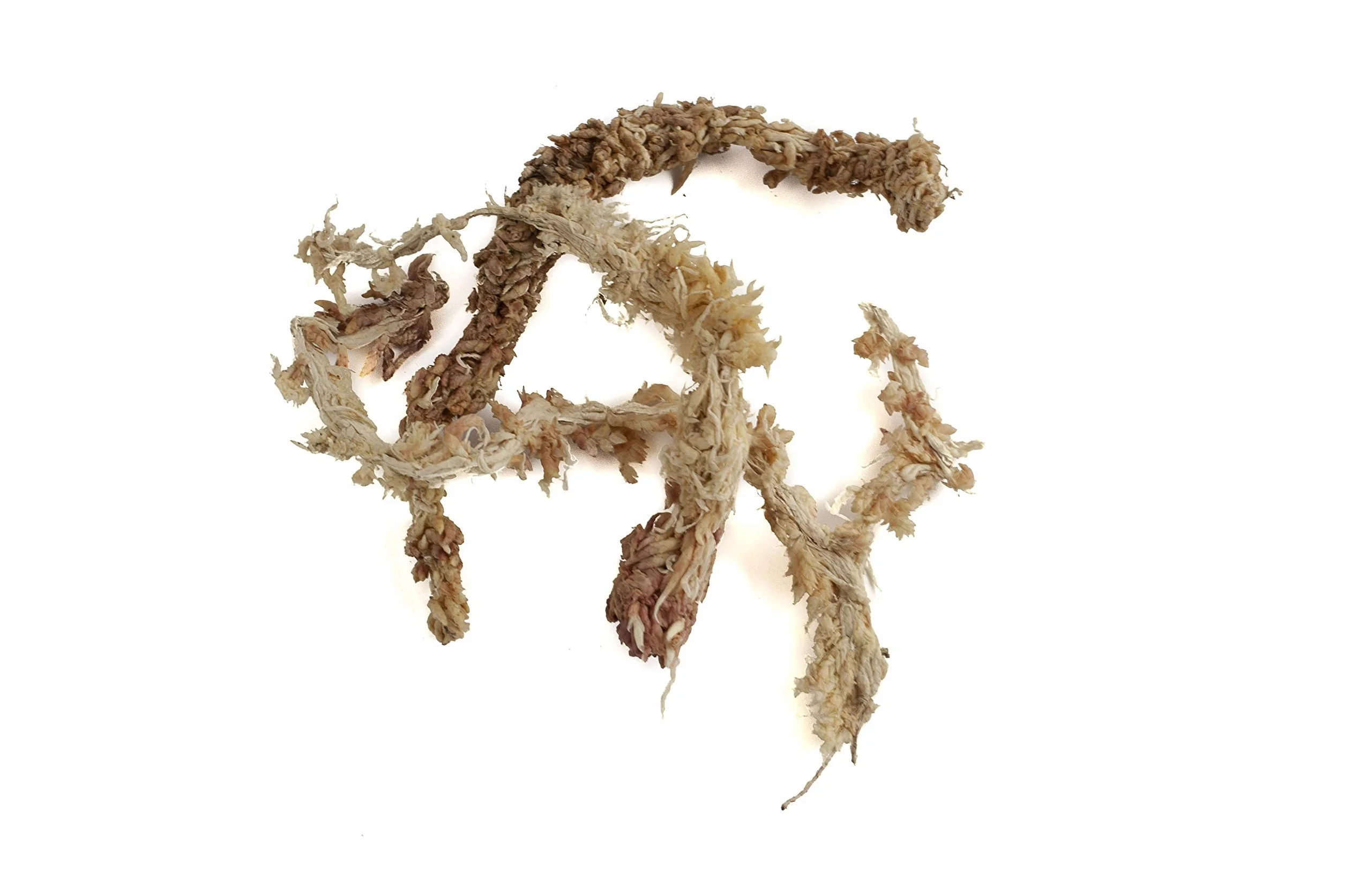 Sphaigne de sphaigne pour Terrarium et orchidées du Chili 150 g à 5000g
