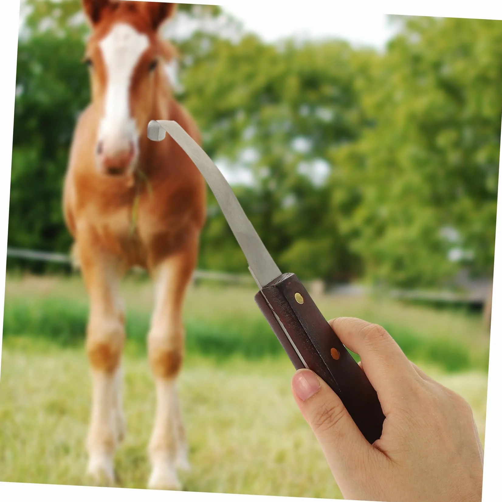 Kisangel Coupe-Sabots Résistant à l'usure, Outil Pratique Professionnel à Double Tranchant en Acier Inoxydable et Bois pour Droitier Soin des Sabots de Chevaux