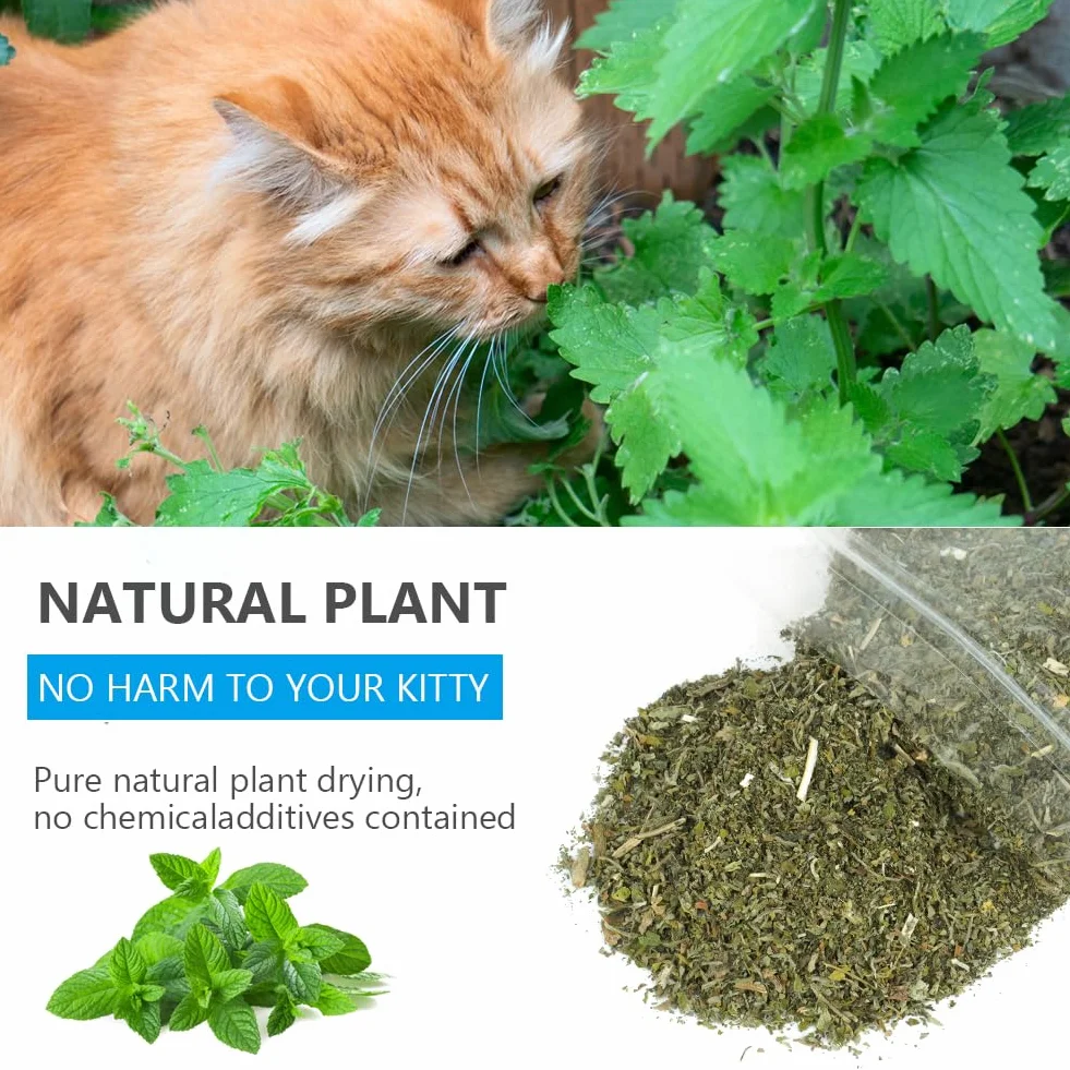 Herbe à Chat Naturelle 100g pour Chaton Stimulante Digestive