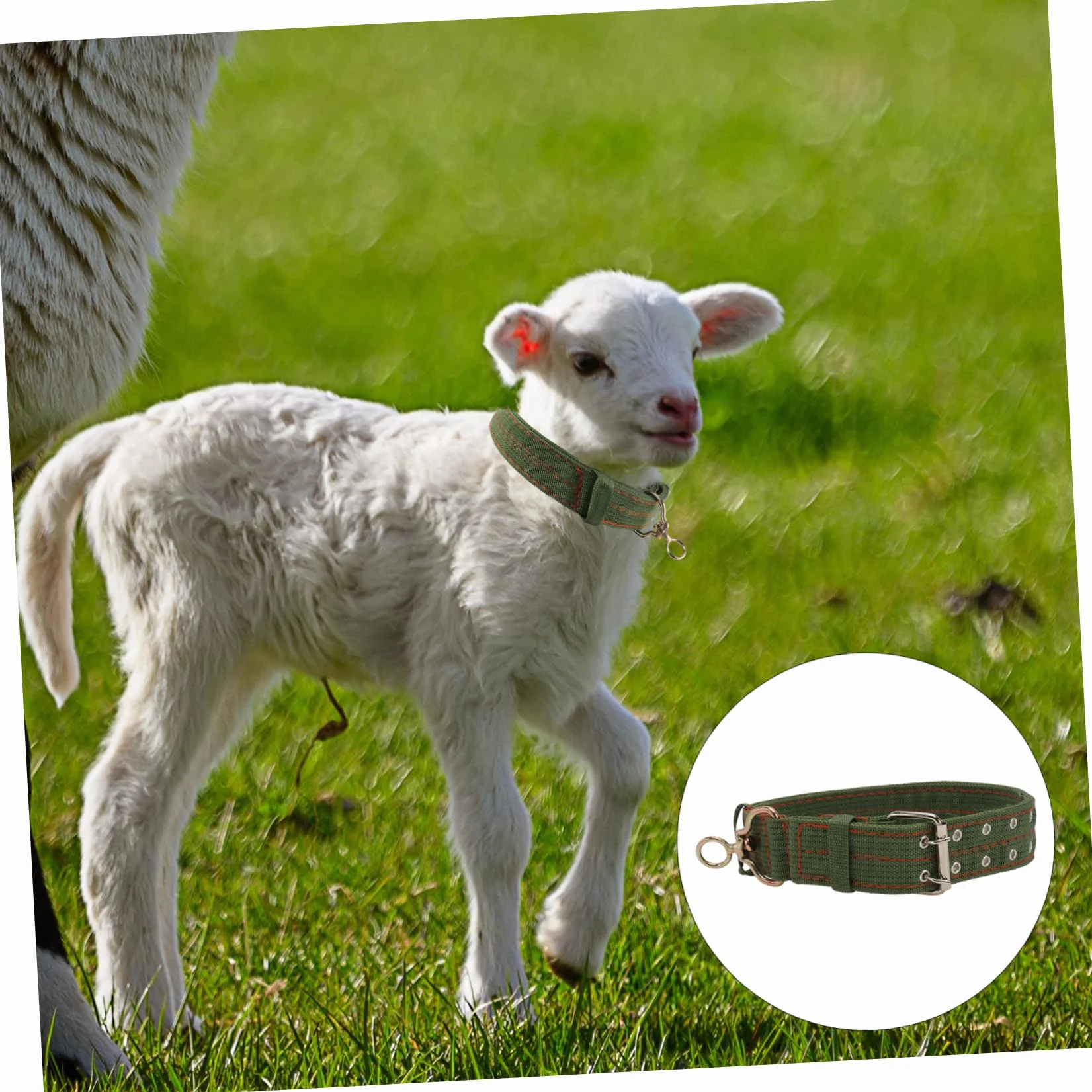 ifundom Collier Épais pour Animaux de Ferme Collier Ajustable Toile pour Moutons Vaches et Chevaux Confort et Sécurité Fourniture Durable