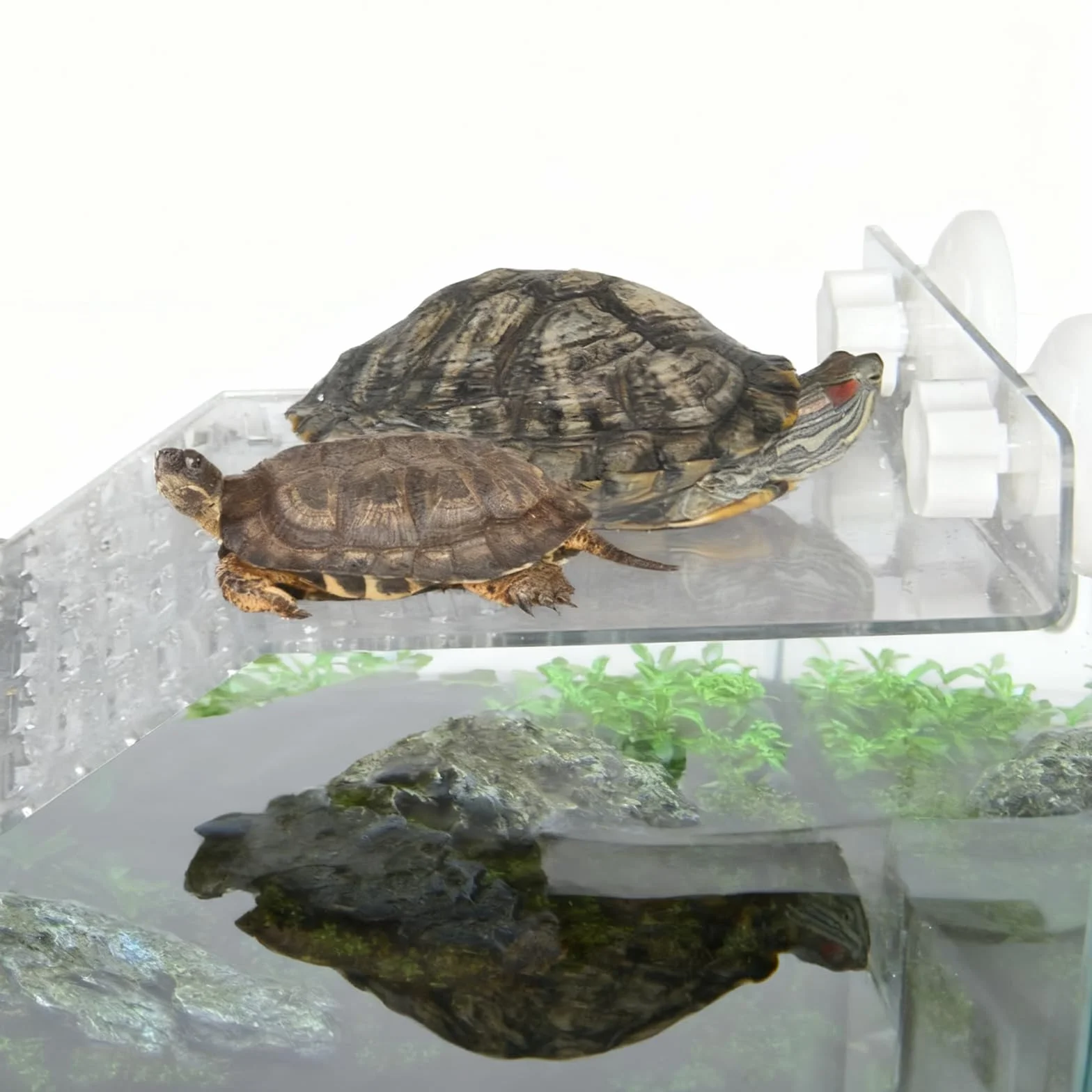Plateforme pour Tortue, Gamelle Reptiles en Feuilles, Bol Nourriture pour Petits Reptiles