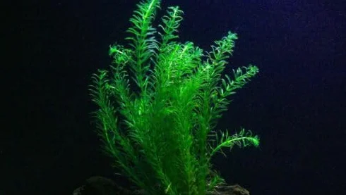 Egeria densa plante aquarium oxygénante 15/25cm