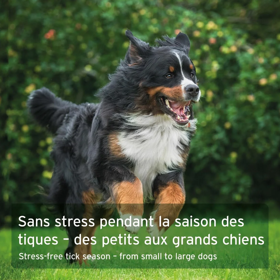 AniForte Bouclier Anti Tique pour Chiens 60 gélules Protection Anti-tiques Naturel & Efficace