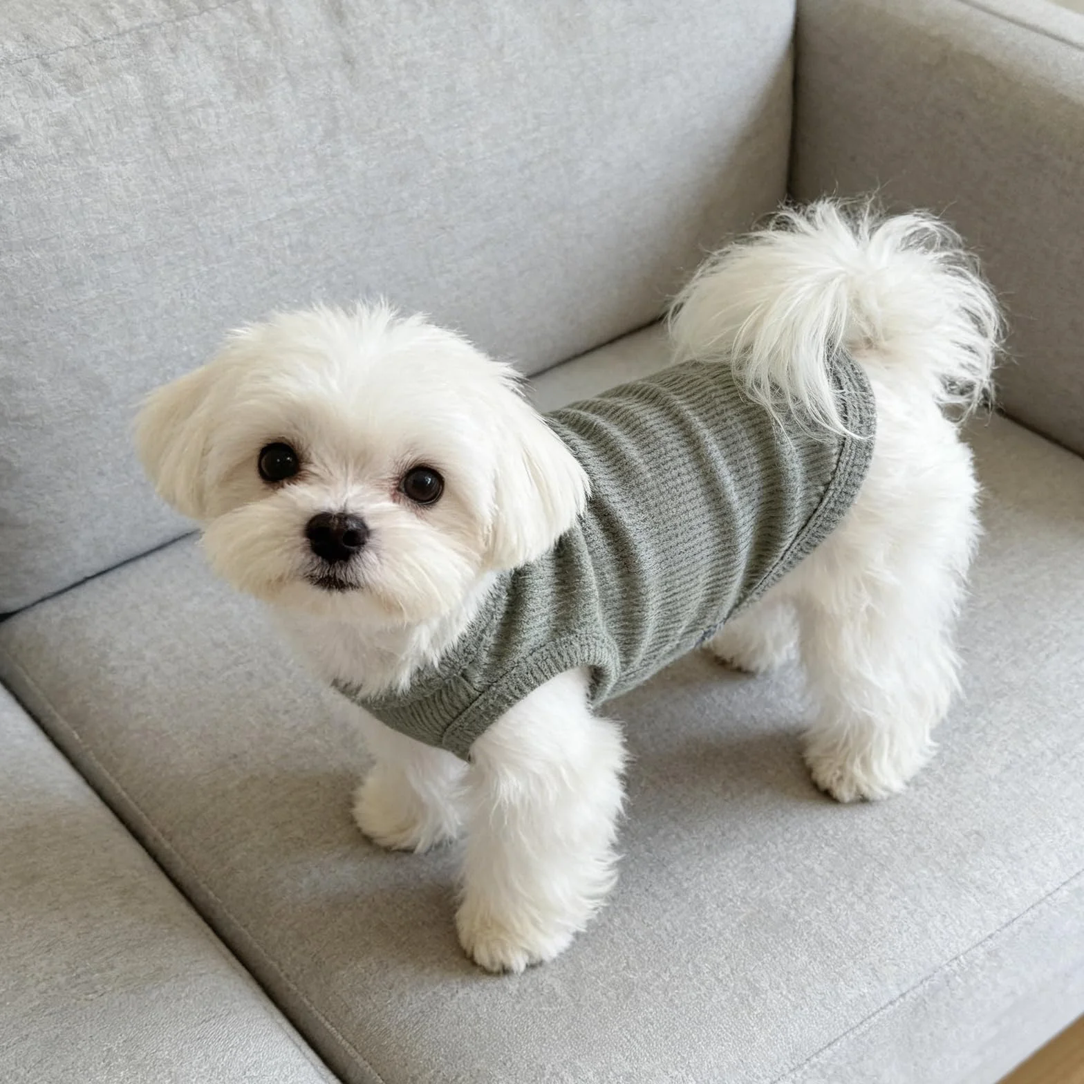 Body Chien Post Operatoire Respirant D'Été sans Manches pour Petits Chiens et Chats, Vert (M)