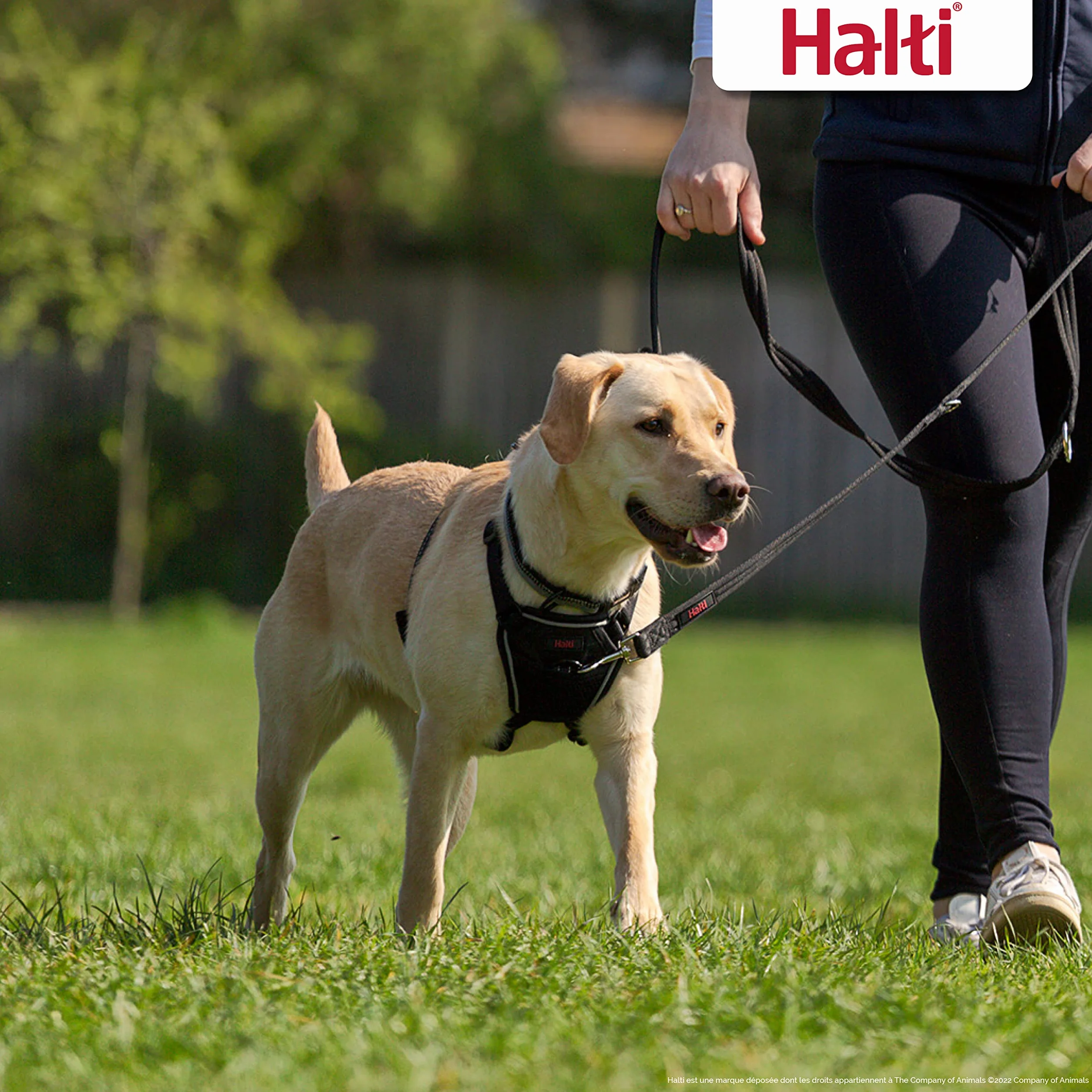 Harnais anti-traction HALTI pour chien taille moyenne (M, Noir)
