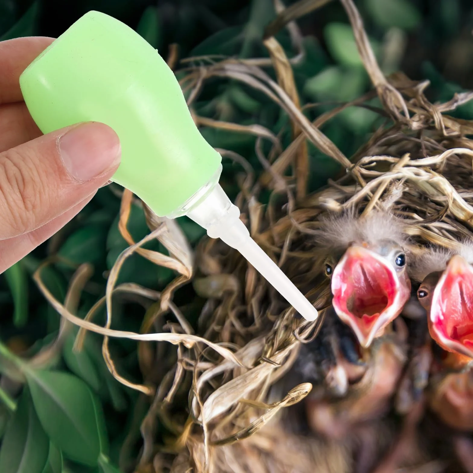 POPETPOP Seringue d'alimentation pour oiseaux pipettes en plastique