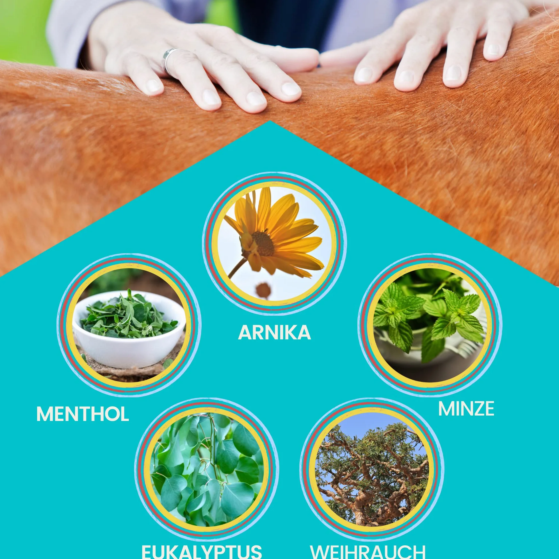 Baume de cheval rafraîchissant 500ml Gel à l'arnica Gel extra fort I Horse Balm Tendons, ligaments & muscles I Pommade pour chevaux à l'arnica Crème Gel de massage pour les muscles pour cheval chien