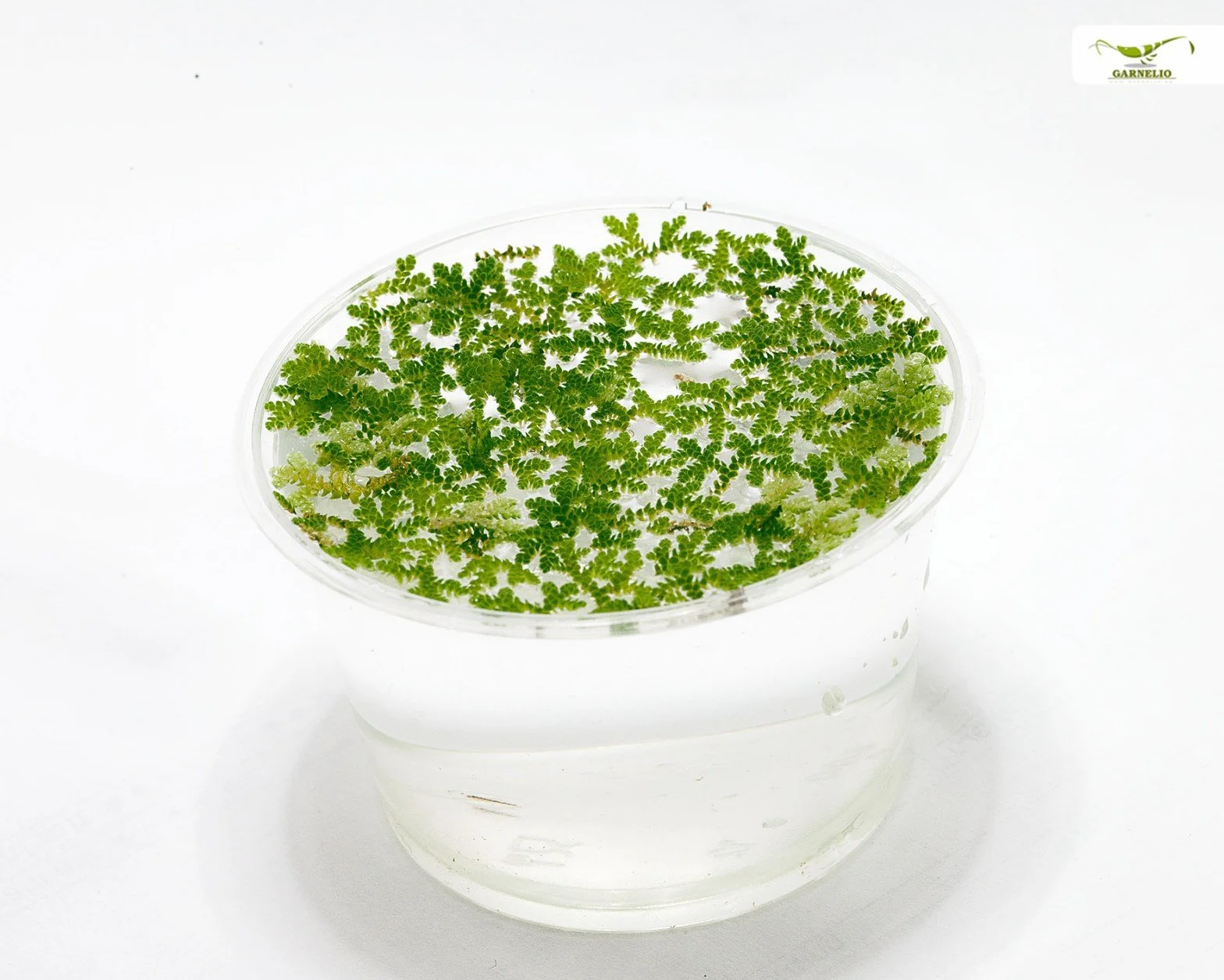 Azolla filiculoides Plante flottante pour bassins et aquariums