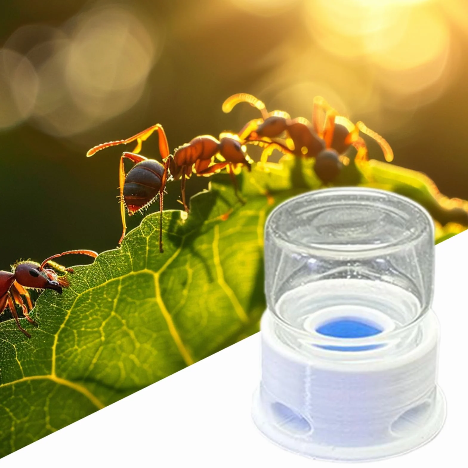 Transparent Distributeur pour Fourmis Abreuvoir pour Grillons Multifonction Abeilles Ferme Extérieur