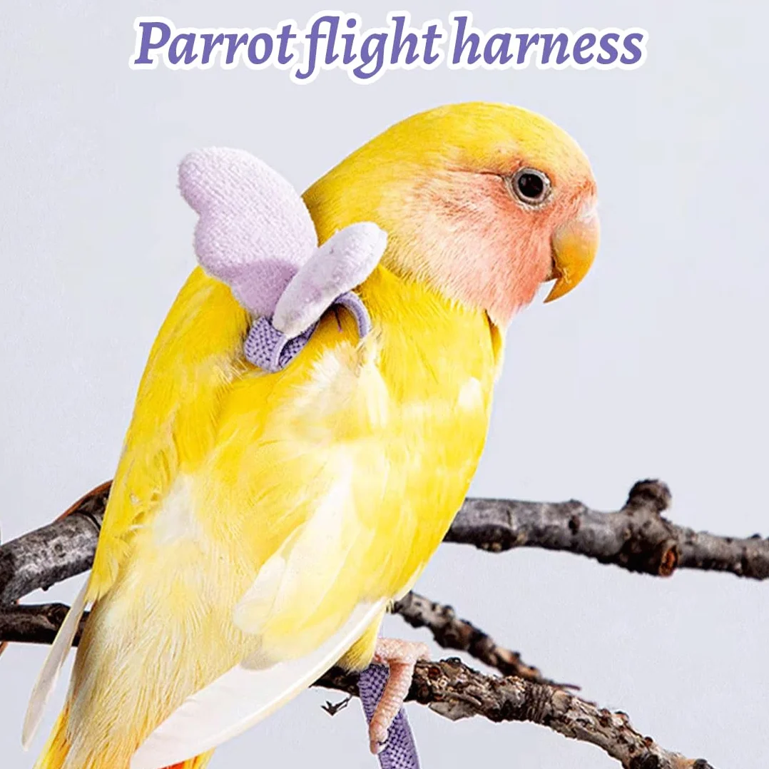 Harnais Perroquet 5 Pièces Harnais Pour Perroquet Ajustable Avec Laisse Vol Entraînement Sécurité Petit Oiseau Calopsitte Accessoire Aviaire Corde Réglable Pour Animaux