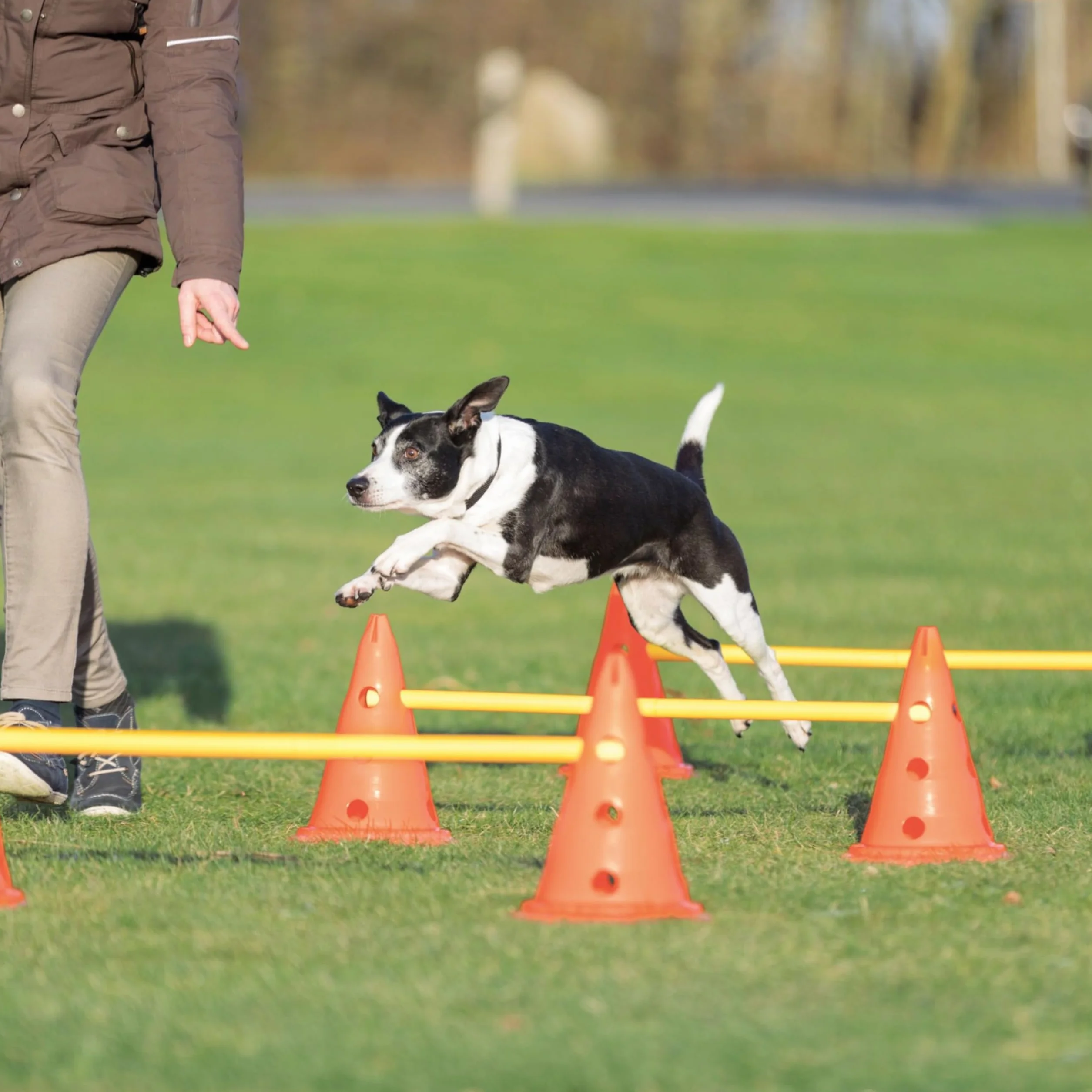 Trixie Set d’Obstacles à cônes - Accessoire d’entraînement résistant pour Agility Canine - ø 23 × 30 cm/78 cm Orange/Jaune, équipement de Sport canin pour la Maison