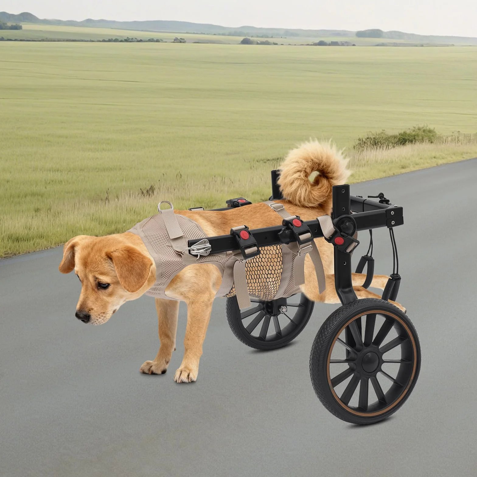 Fauteuil roulant léger pour chien jusqu'à 65 kg, réglable, roues amortissantes, aide rééducation