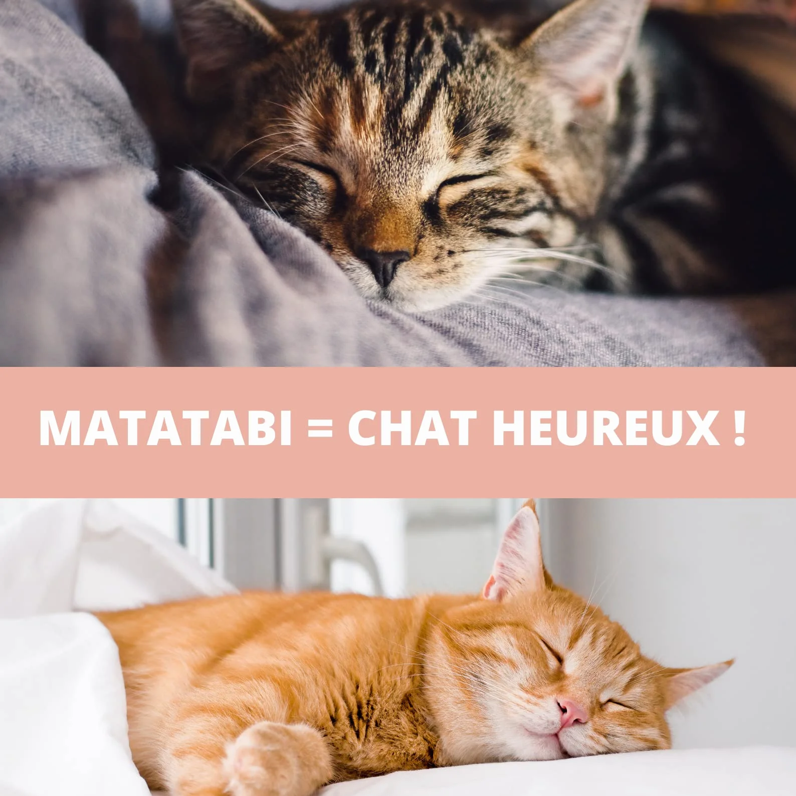 Croc-Cat® Baton Matatabi 10 pièces, Dentifrice Chat, Antistress, Herbe à Chat
