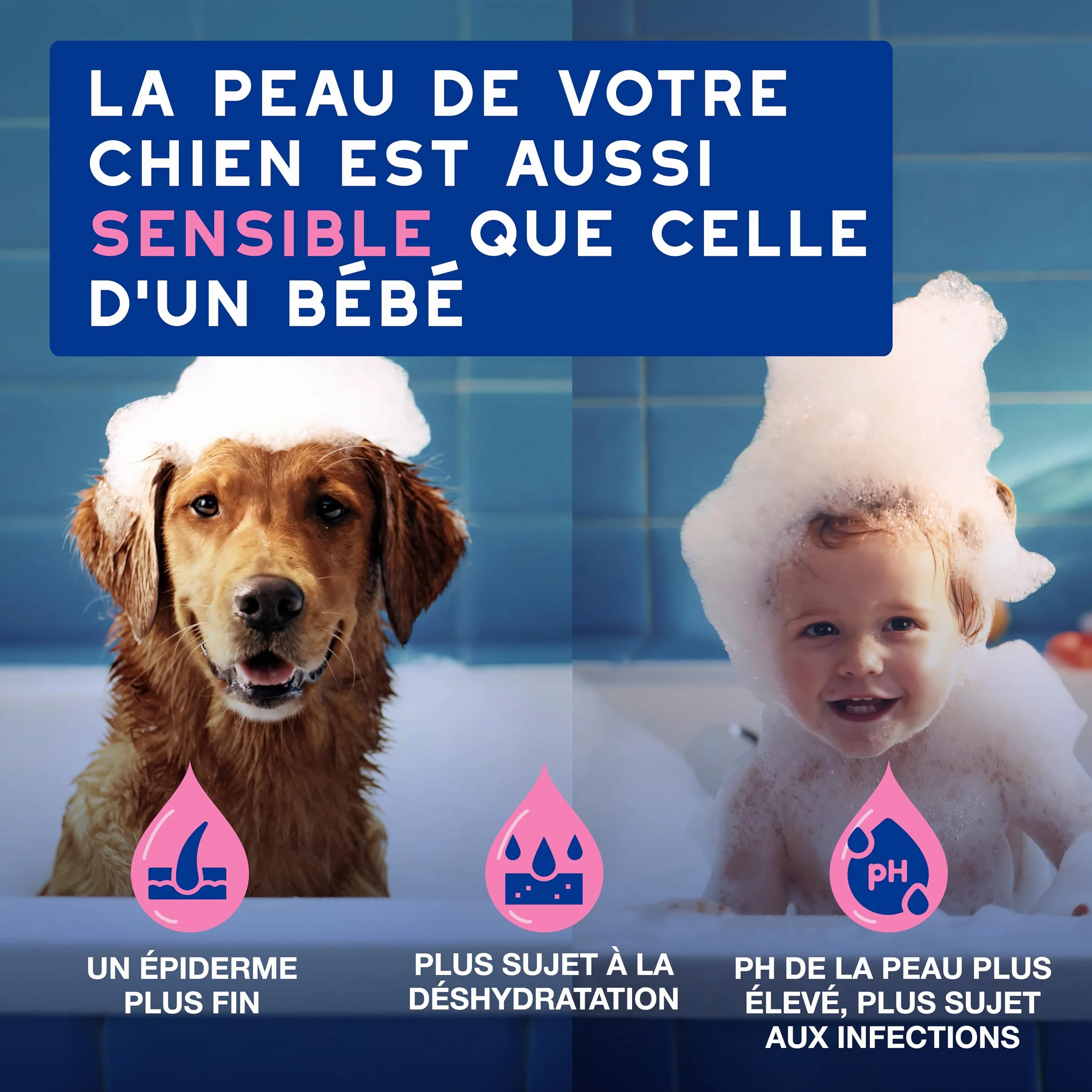 DOUXO Skin & Coat Spa - Ultra-Safe Shampoing Anti-démangeaisons pour Chien, 250mL, Nettoie et apaise la Peau, Laisse Le Pelage Doux et éclatant, Formule respectueuse de la Peau.