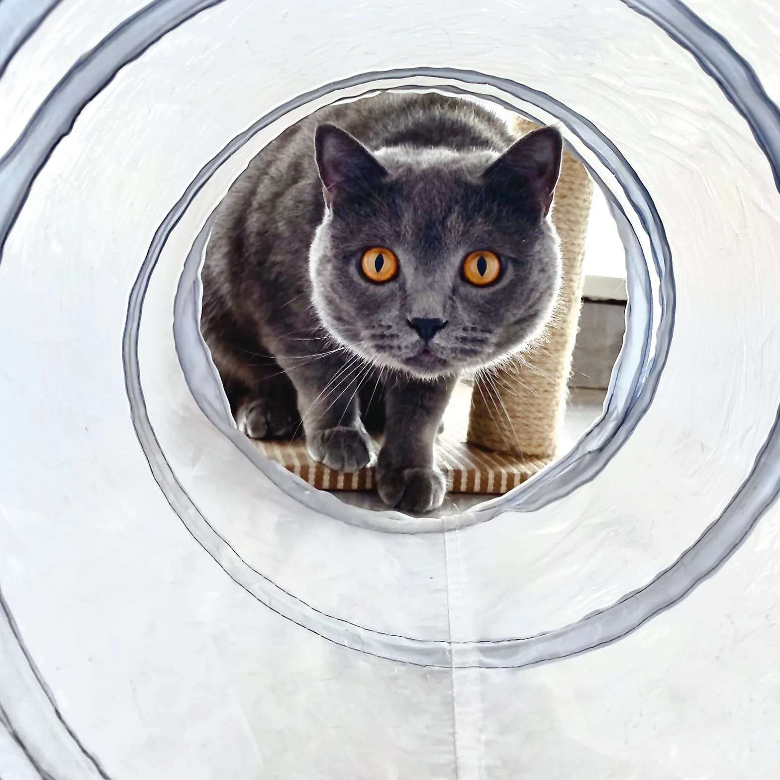 Tunnel de Jeu pour Chat et Chaton - Tunnel Pliable 3 Canaux pour Chat, Chiot, Lapin