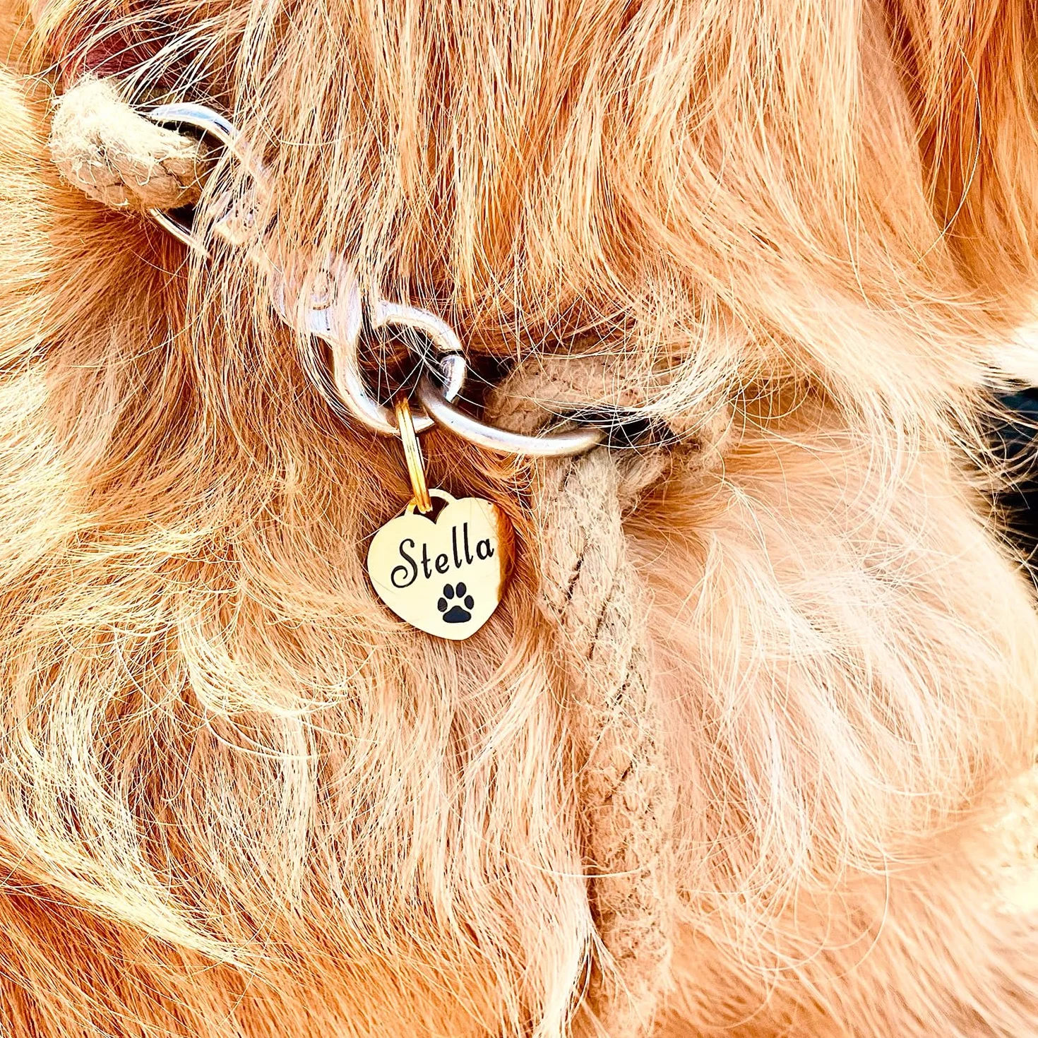 Médaille pour chien GOLDEN PAW en acier inoxydable avec gravure cœur personnalisable dogtag Or