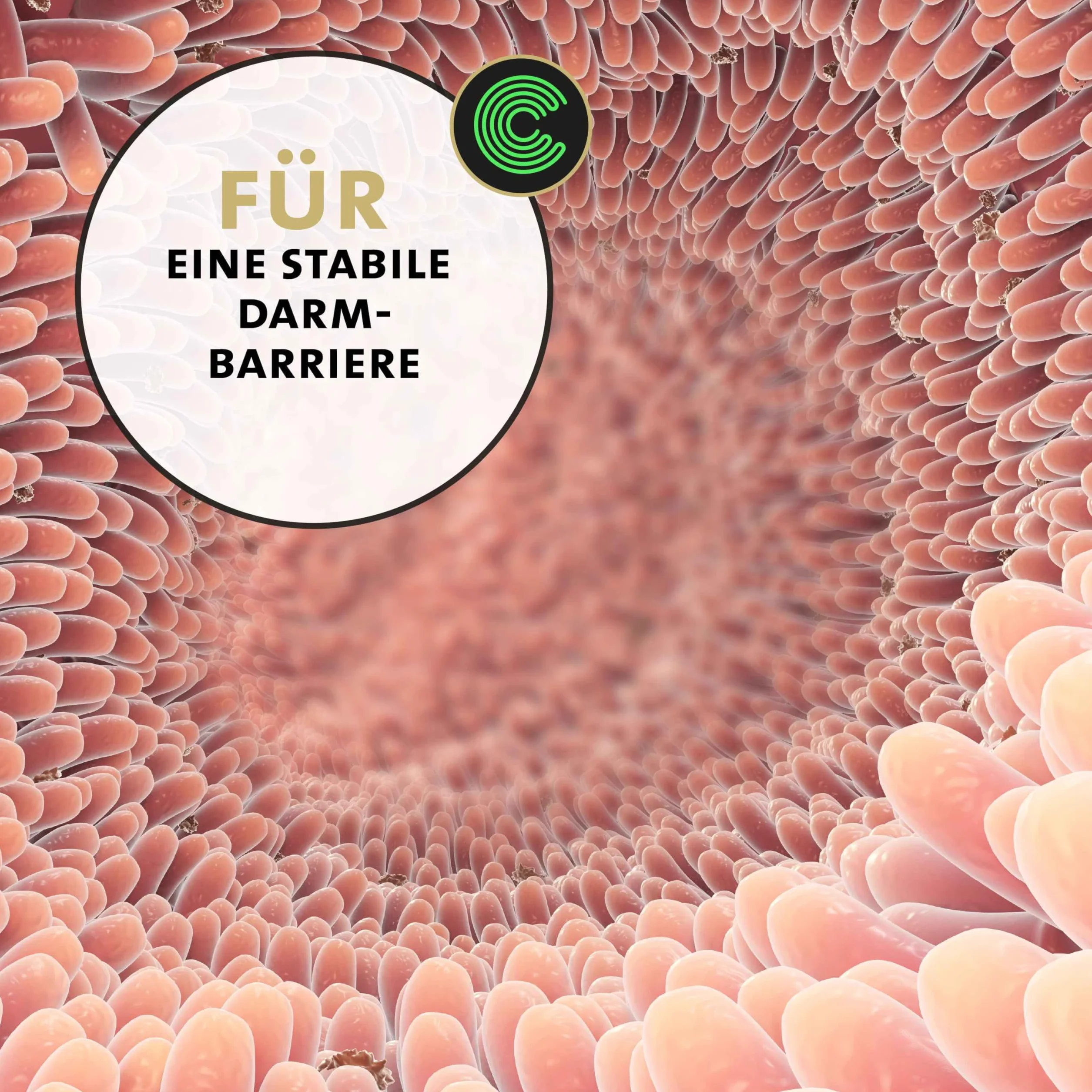 Peticare Poudre Immunité & Vitalité pour Chevaux avec Ginseng, échinacée & polyphénols Complément Naturel