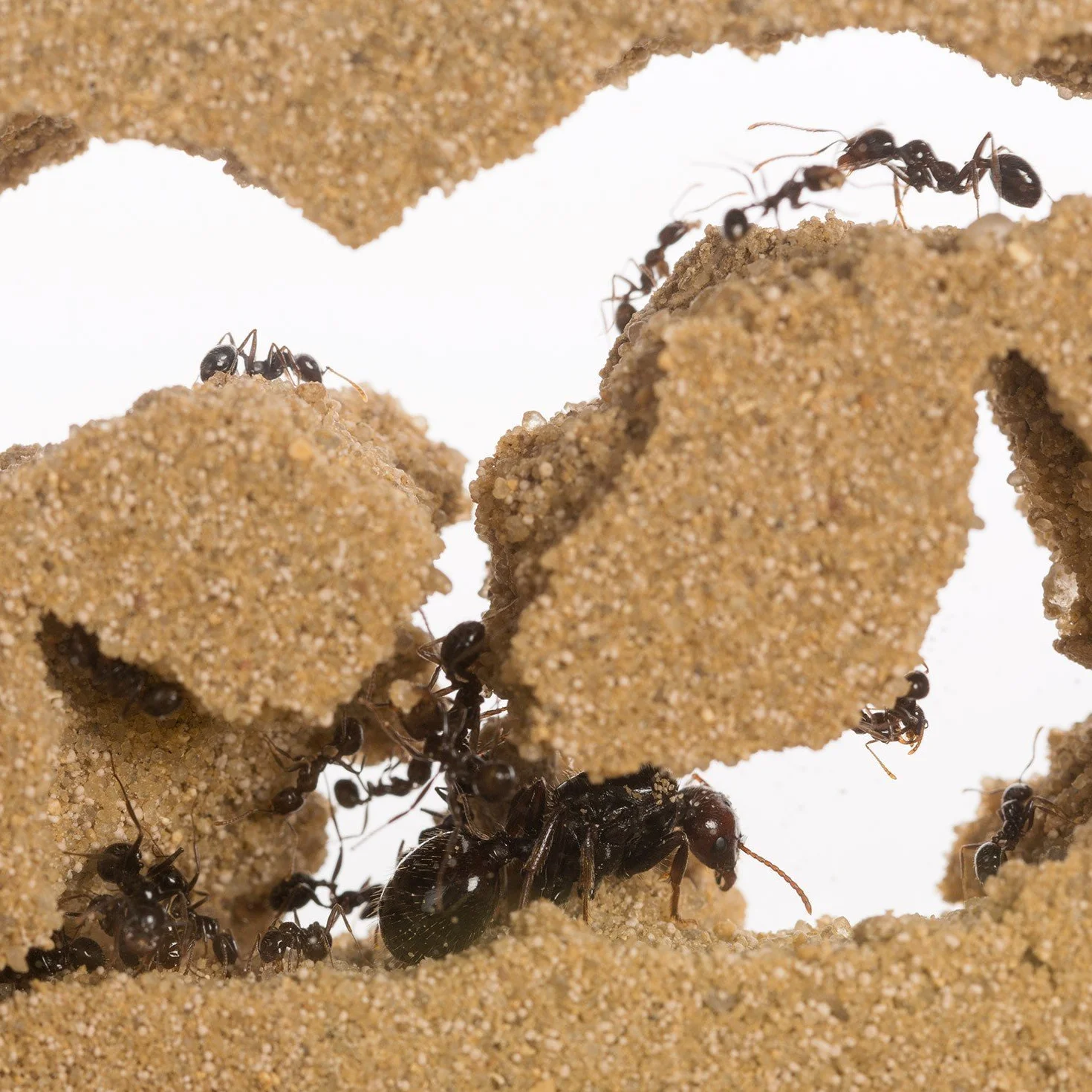 Ant Farm T Big with Free Ants and Queen – Educational Formicarium