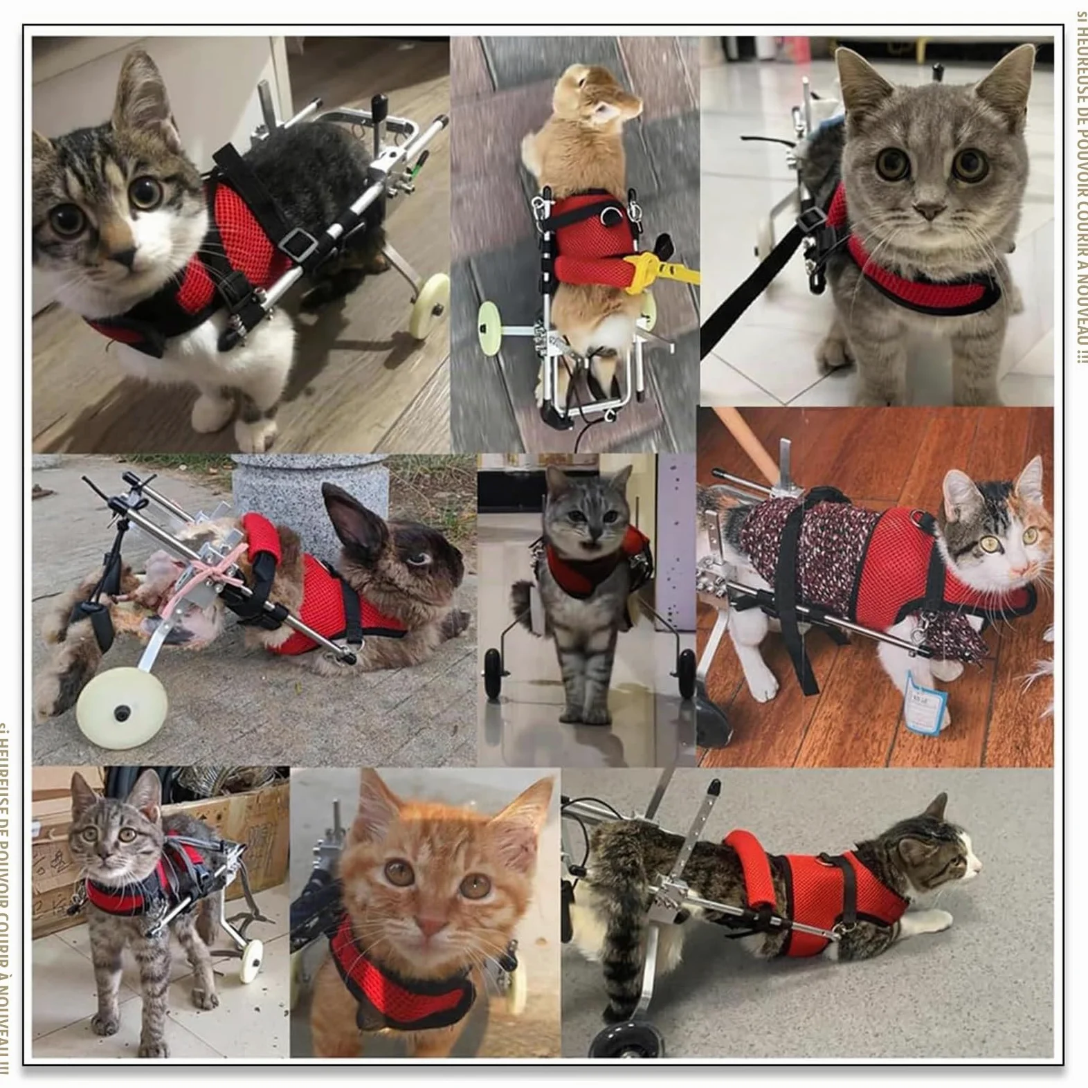 Harnais De Soutien pour Chien, Fauteuil Roulant pour Chat Lapin Handicapé Réadaptation pour Patte Arrière/Jambe Arrière, Aide À Marcher, Chariot pour Les Animaux Âgés Et Blessés,S