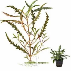 Hygrophila pinnatifida