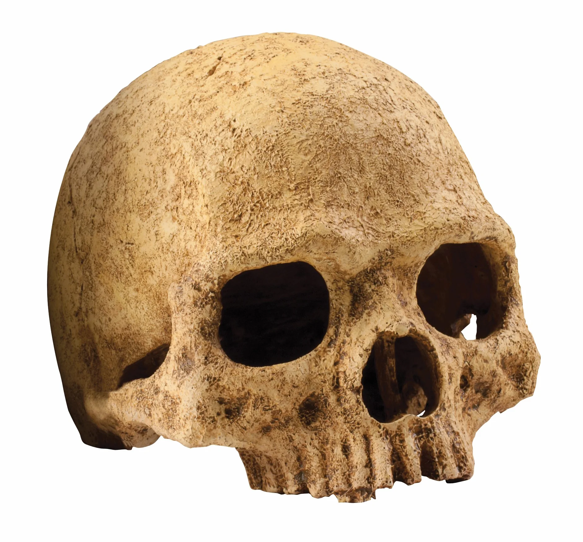 Exoterra Décoration Primat Skull pour Reptiles et Amphibiens 15x16x16 cm