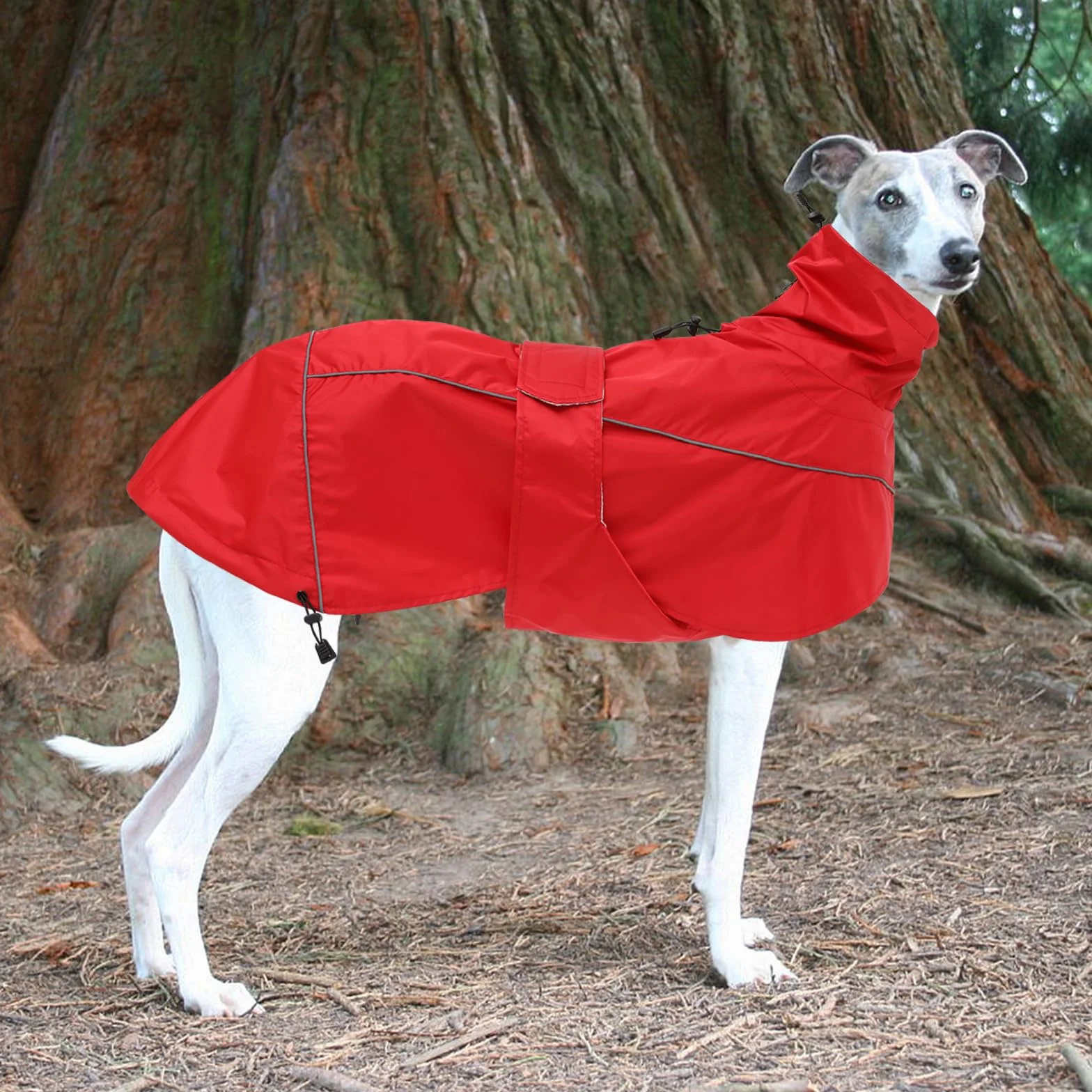 Manteau de Pluie MOREZI Greyhound, imperméable/imperméable, avec Cordon de Serrage réglable et Ceinture pour protéger l'abdomen, adapté aux Chiens de Taille Moyenne et Grande-Rouge-M