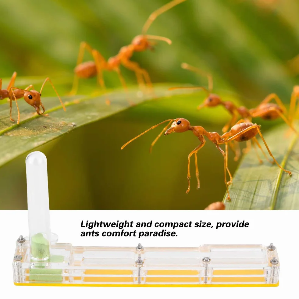 Ferme de Fourmis en Acrylique Transparent, Nid de Fourmis Jaune