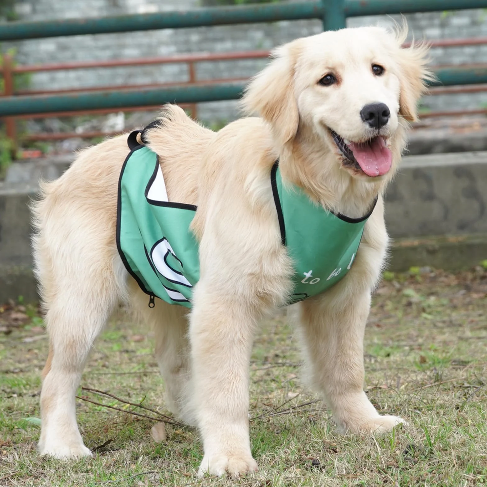 Protection ventrale imperméable avec boucles pour chien de petite, moyenne et grande taille (vert, taille M)