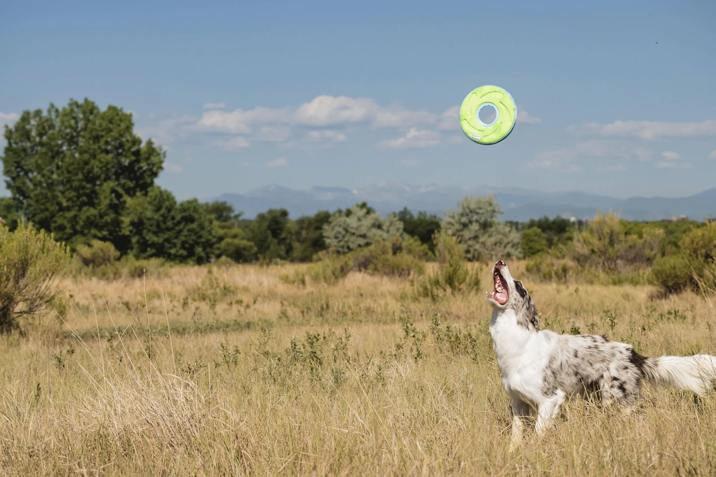 Chuckit Zipflight Frisbee Flottant Jouet Chien Taille M