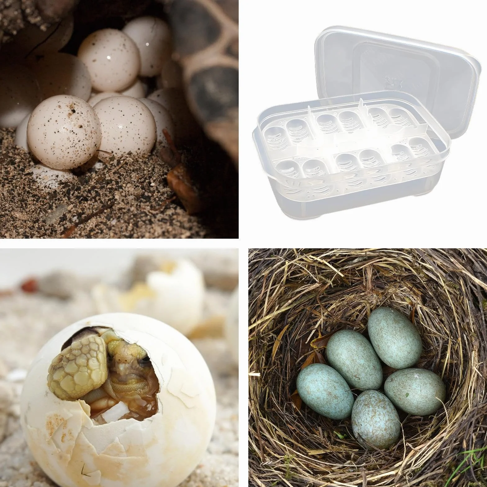Boîte d'incubation de reptiles transparente pour œufs d'amphibiens, gecko, lézard, serpent, tortue