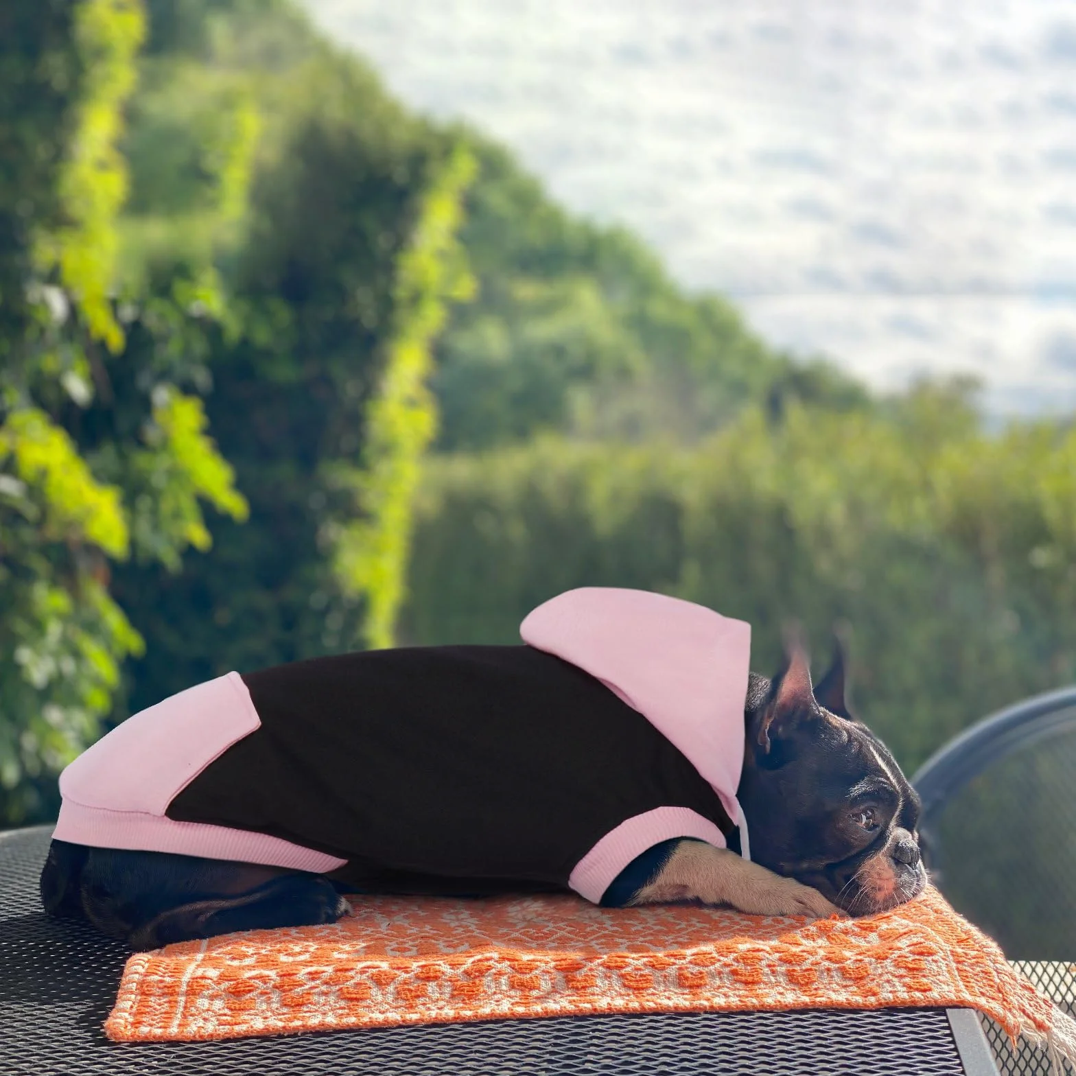 Sweats à Capuche pour Chiens sans Manches en Coton Pull Chien Rouge