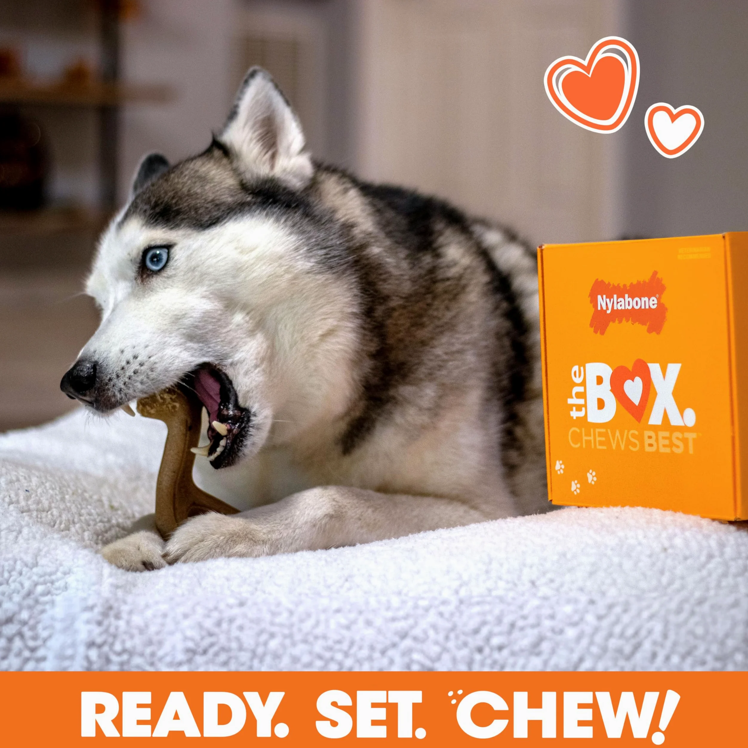 Nylabone Coffret Cadeau de Vacances pour Chiens de Grande Taille, Comprend 3 Jouets à mâcher Solides et 1 friandise pour Chien, Cadeaux pour Chiens, Grand/géant (4 pièces)