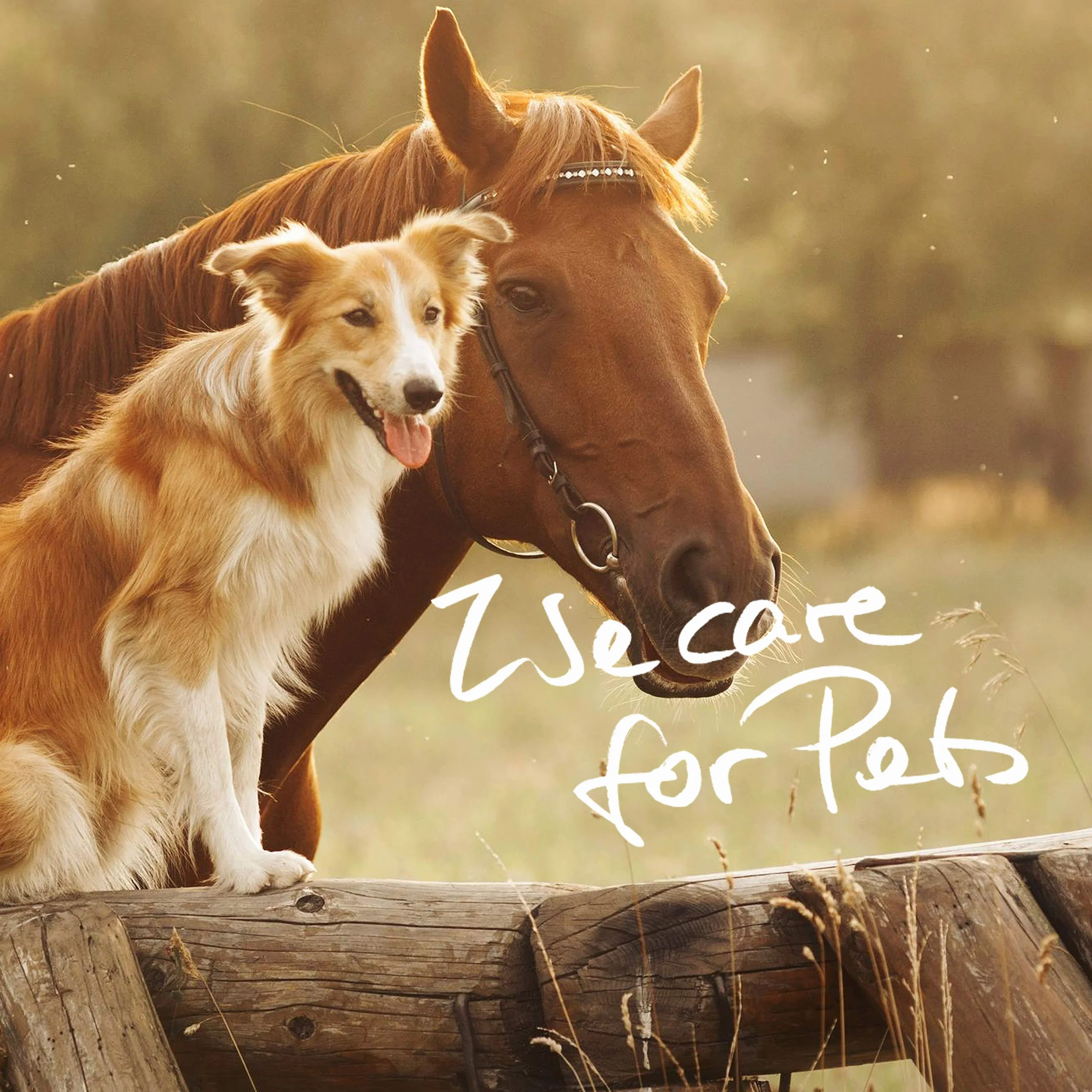 MSM Cheval – Premium MSM Poudre pour chevaux dans un seau de 1,8 kg avec cuillère doseuse (méthylsulfonylméthane / poudre de soufre pour chevaux et chiens)